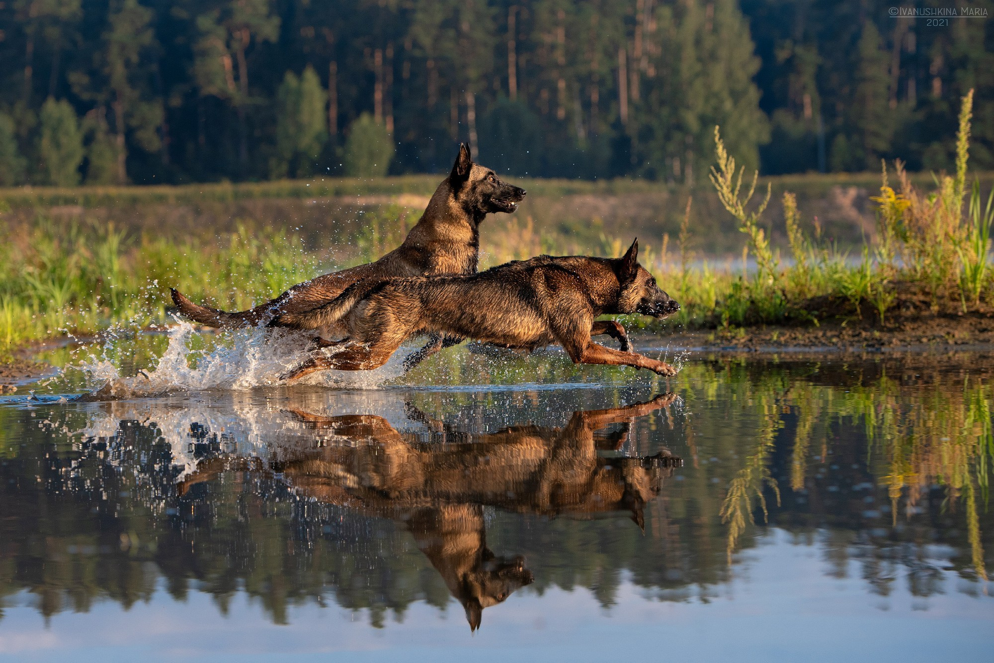 Как выбрать место и время для фотосессии собаки. Фотограф собак в Москве и Московской области Иванушкина Мария