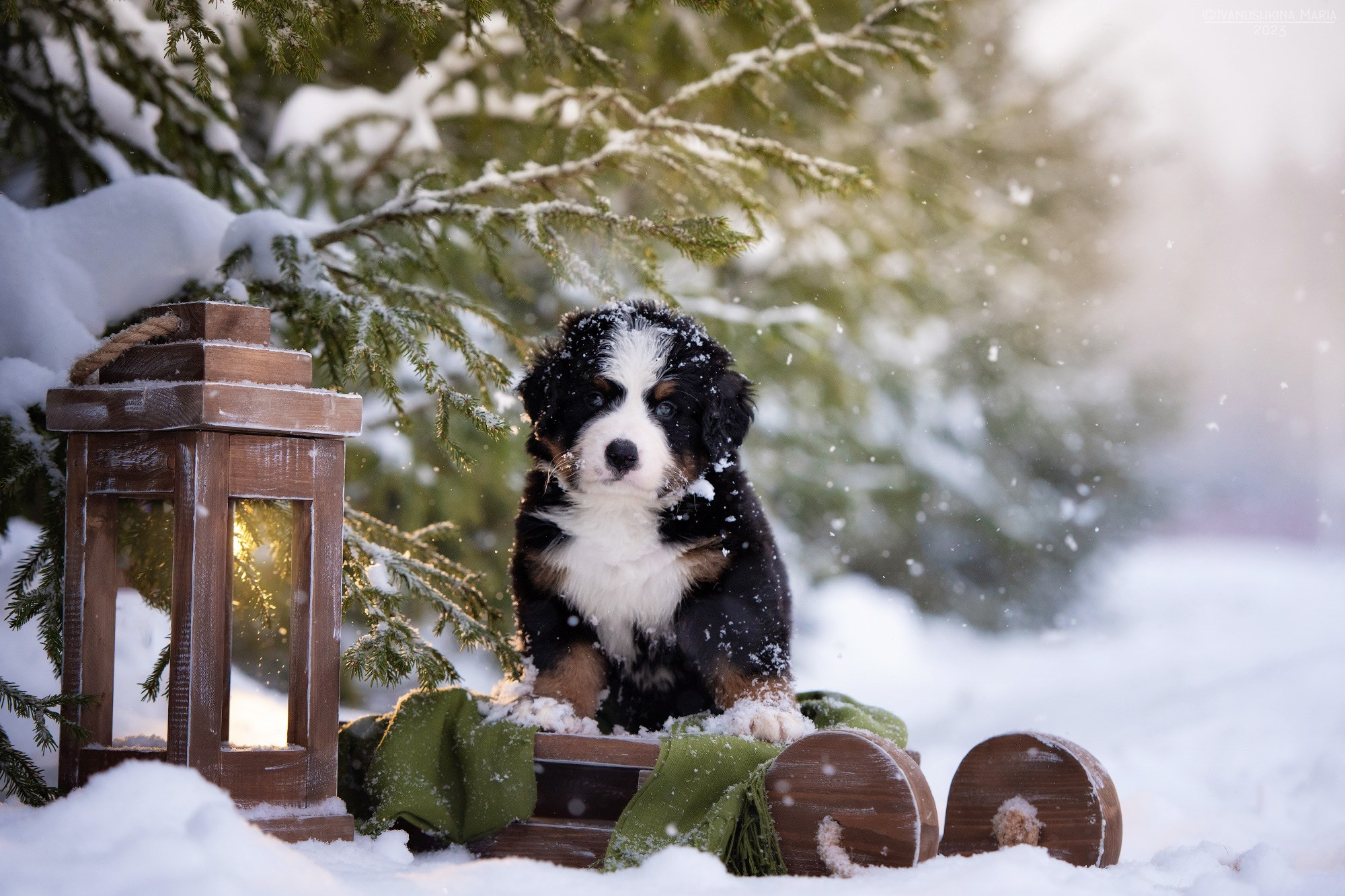 щенок бернского зенненхунда