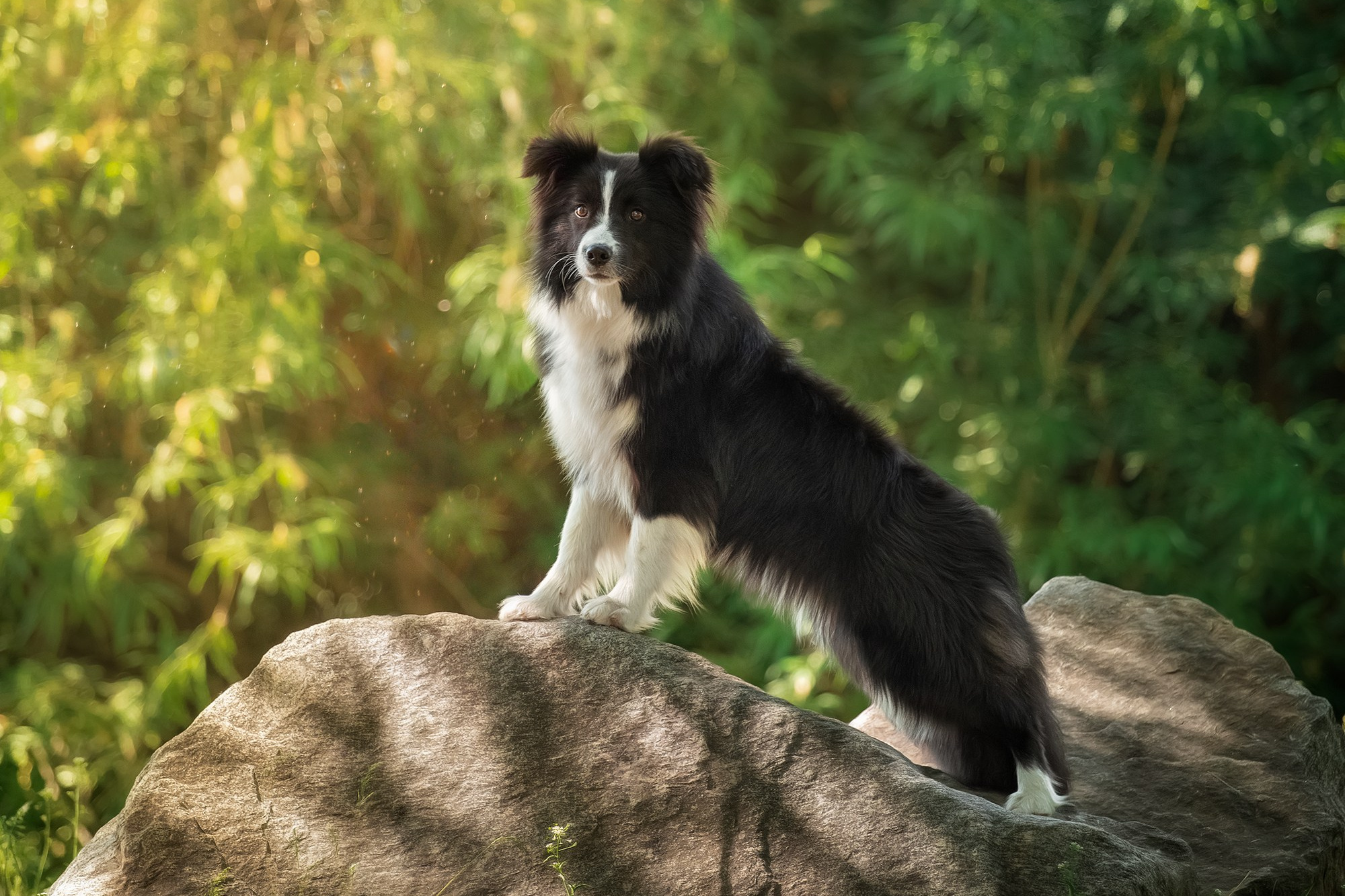 Для клиентов. Фотограф для Вашей собаки
