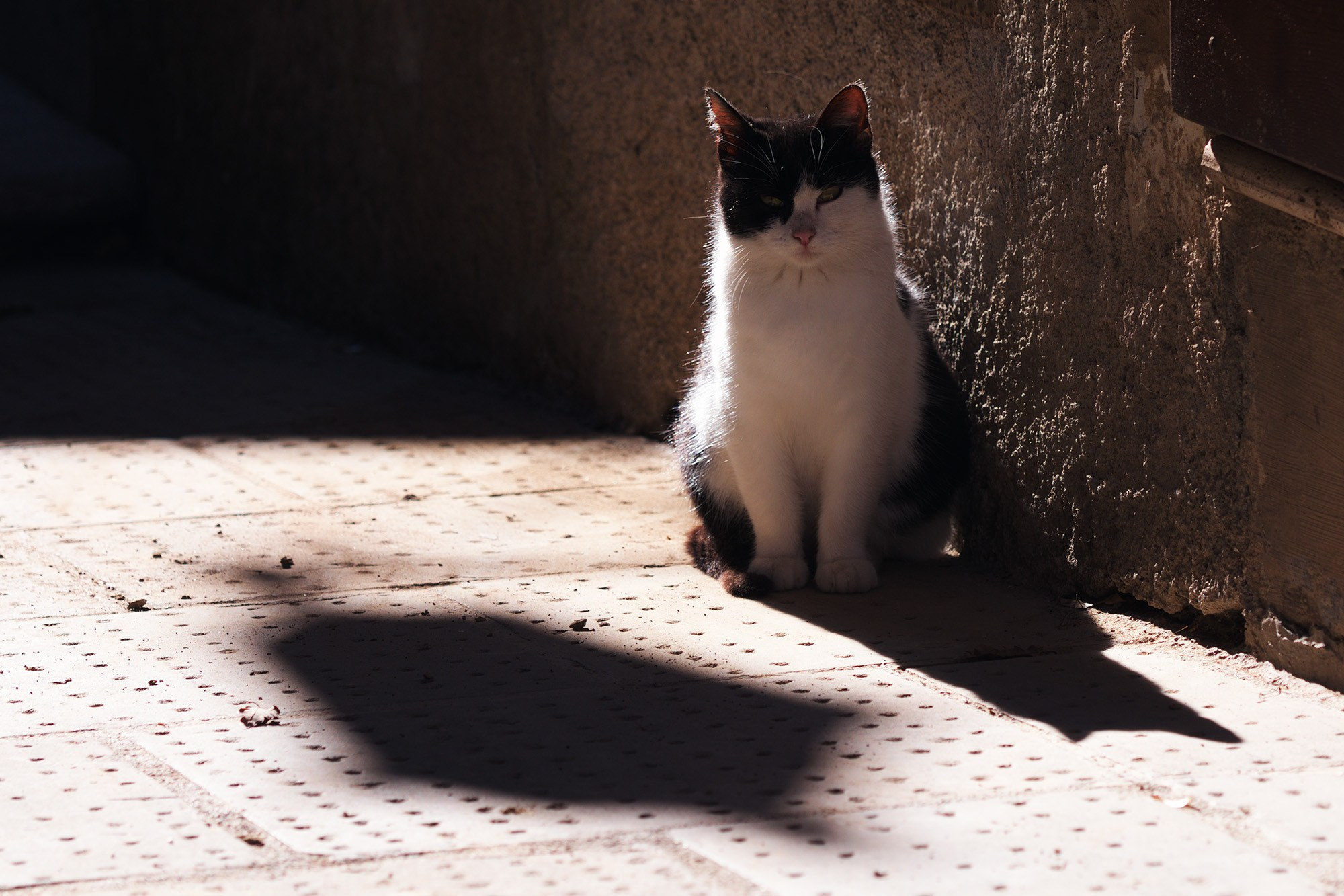 Арт-фотограф Талилула: портреты питомцев в Санкт-Петербурге