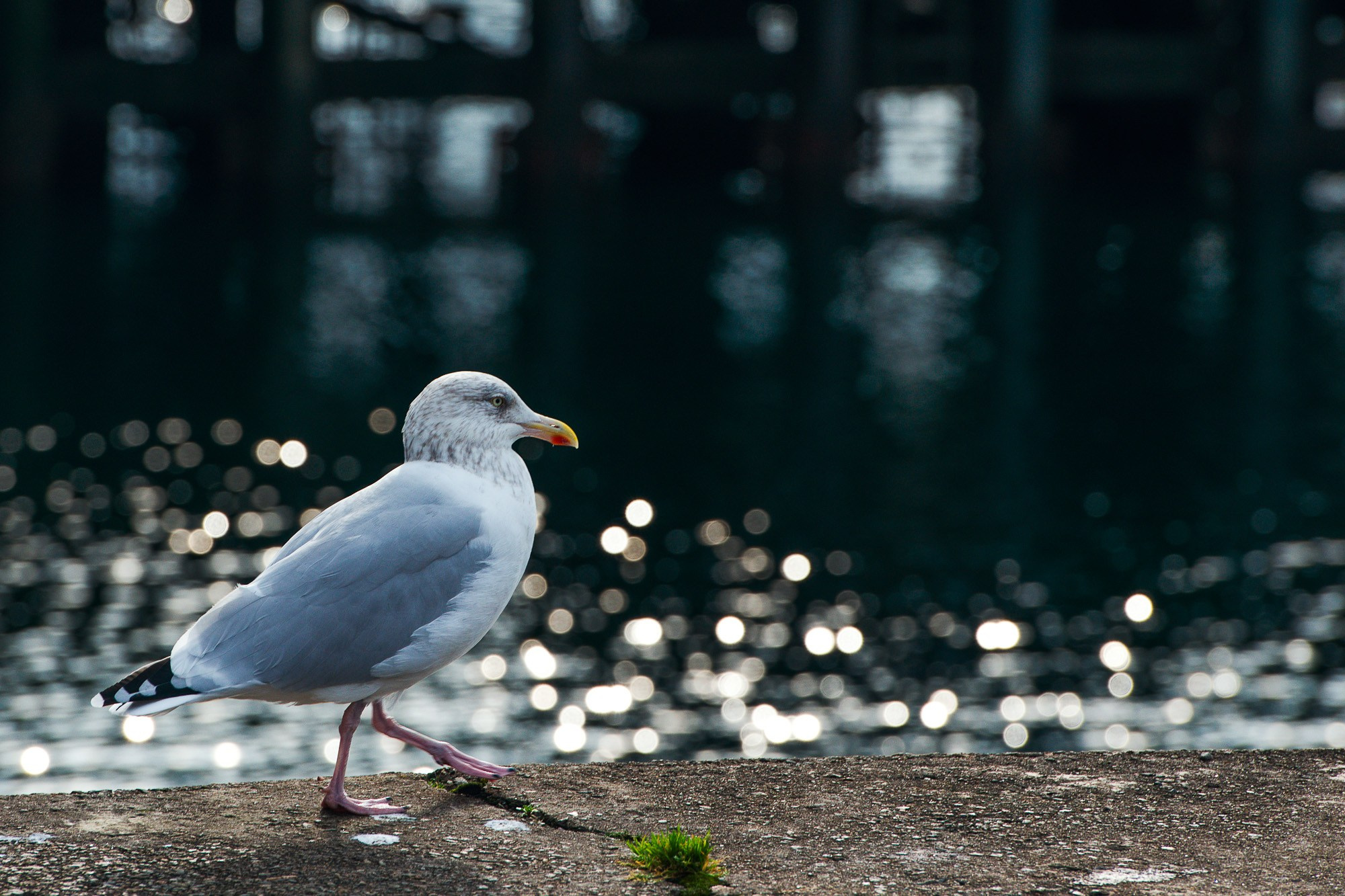 Арт-фотограф Талилула: портреты питомцев в Санкт-Петербурге