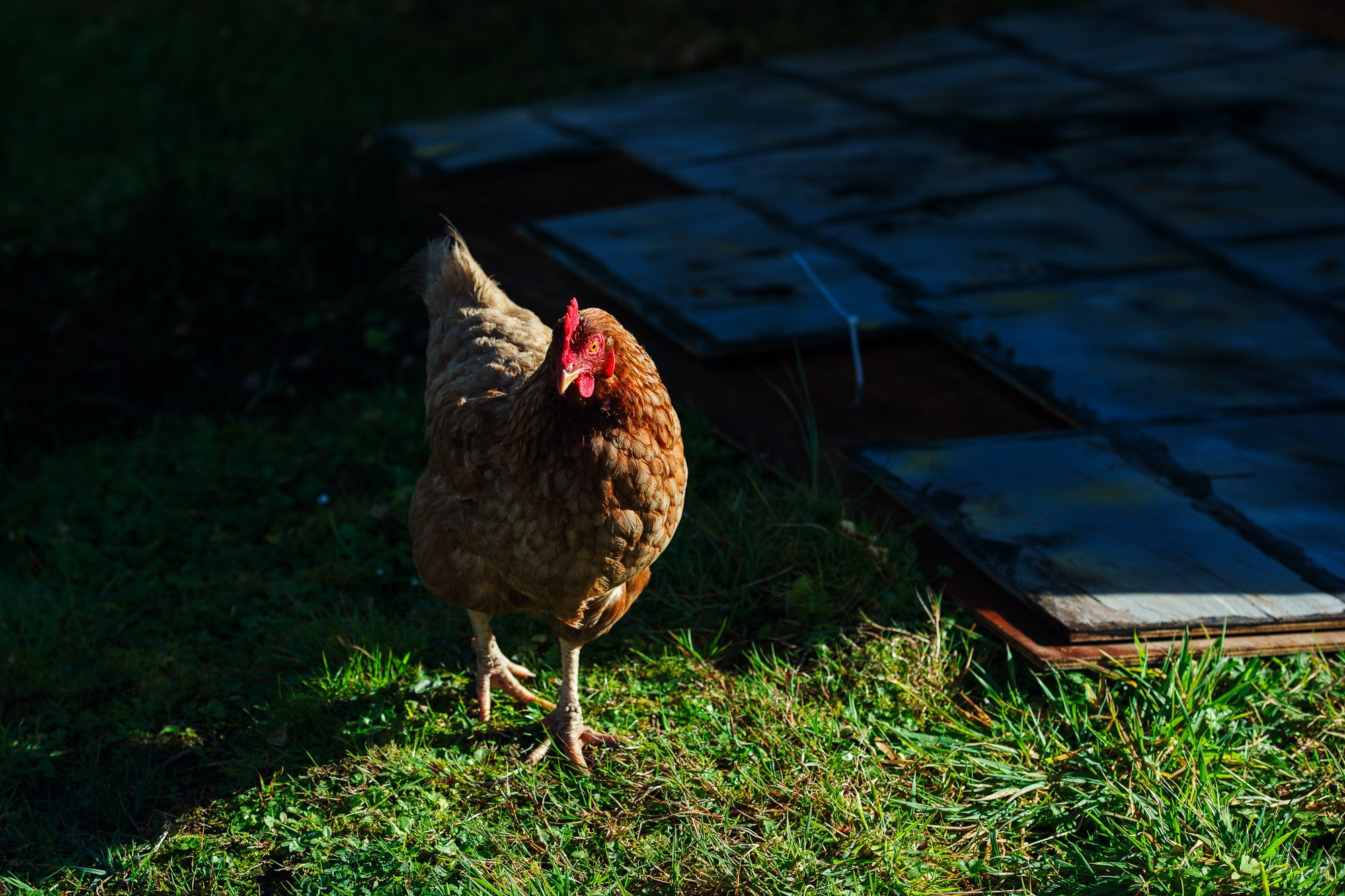 Арт-фотограф Талилула: портреты питомцев в Санкт-Петербурге