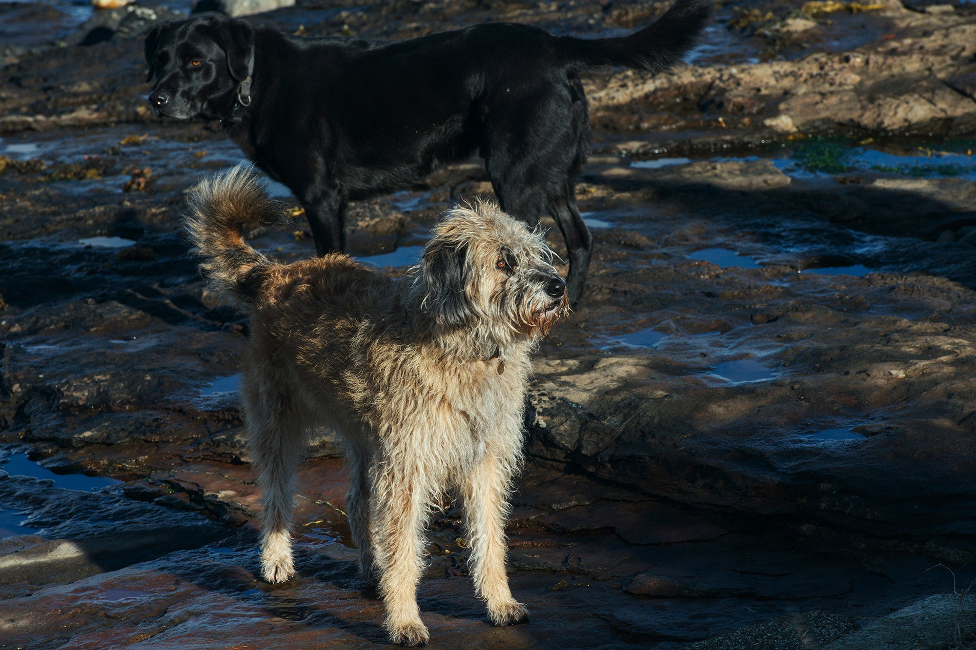 Арт-фотограф Талилула: портреты питомцев в Санкт-Петербурге