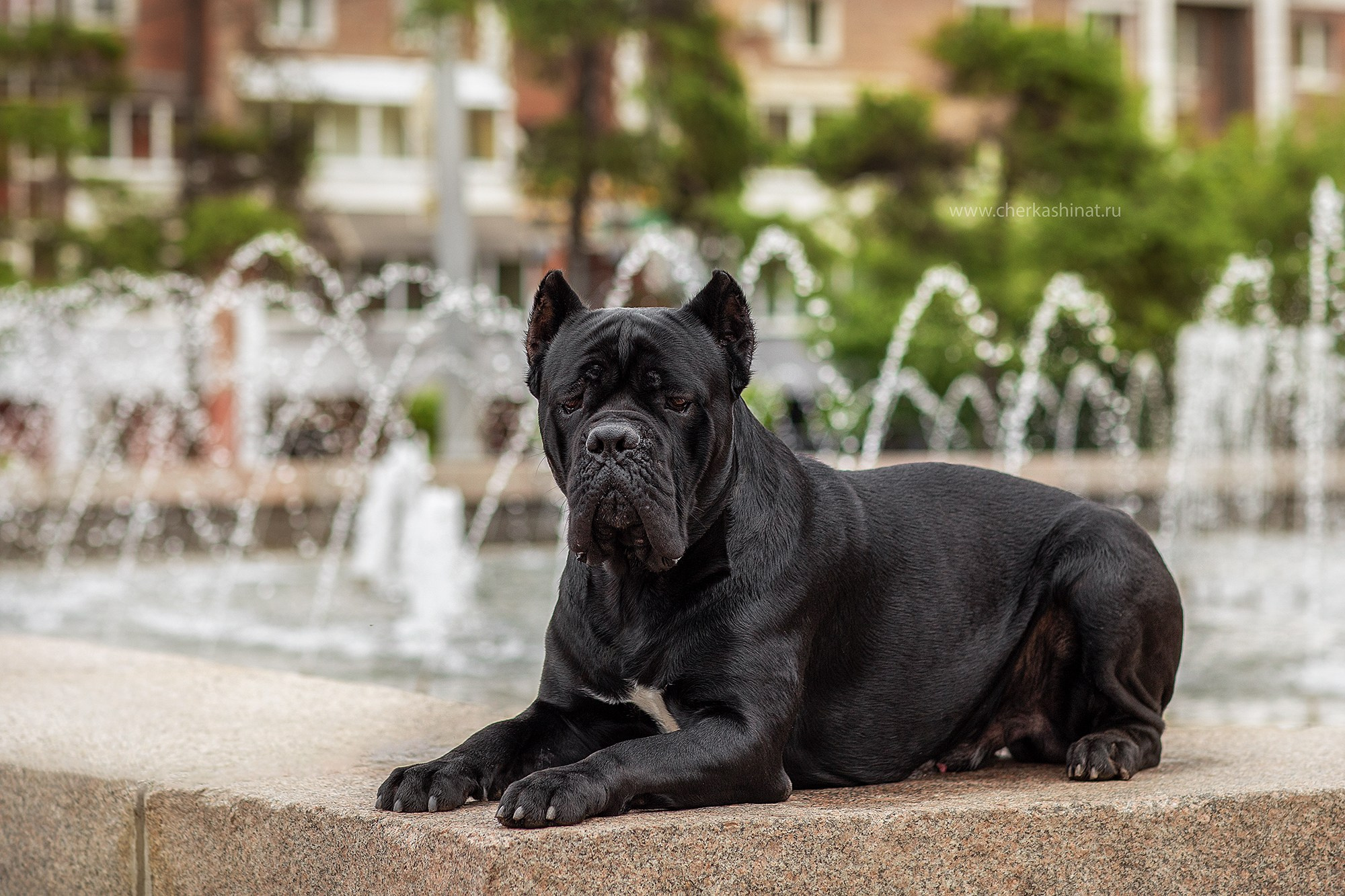 Для клиентов. Фотограф для Вашей собаки