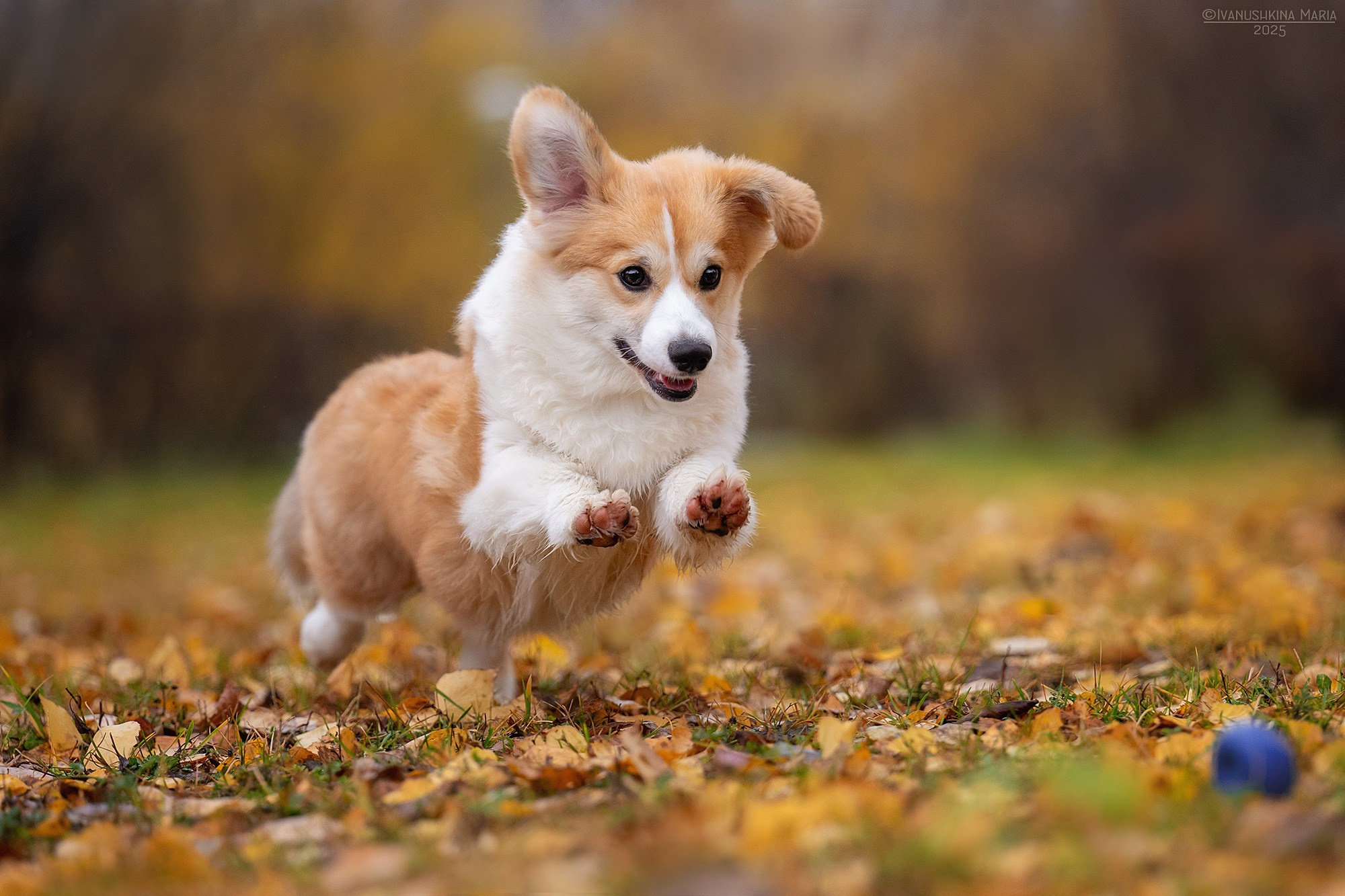 Фотосессия щенков на улице. Фотограф собак в Москве и Московской области Иванушкина Мария