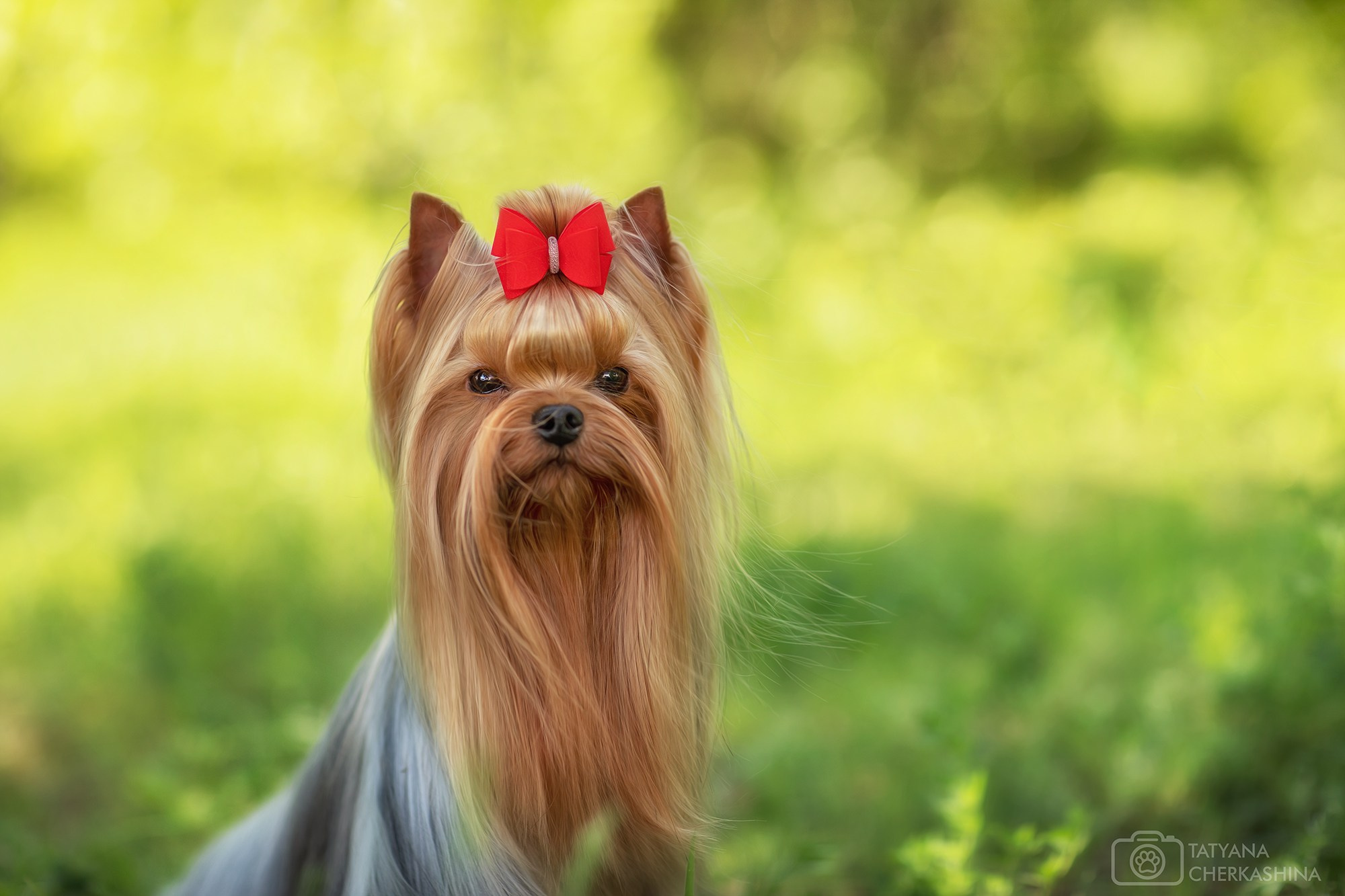 Для клиентов. Фотограф для Вашей собаки