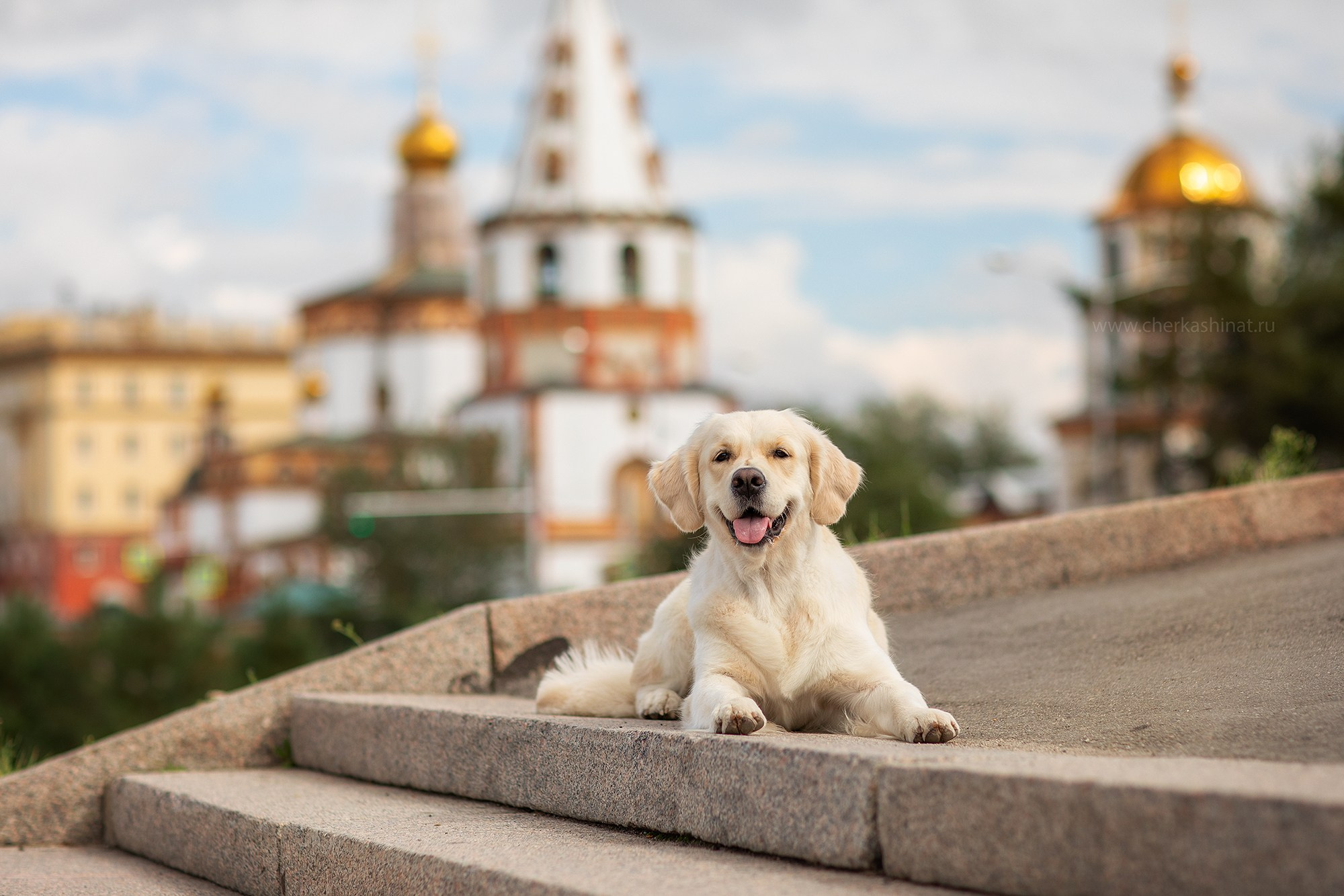 Для клиентов. Фотограф для Вашей собаки
