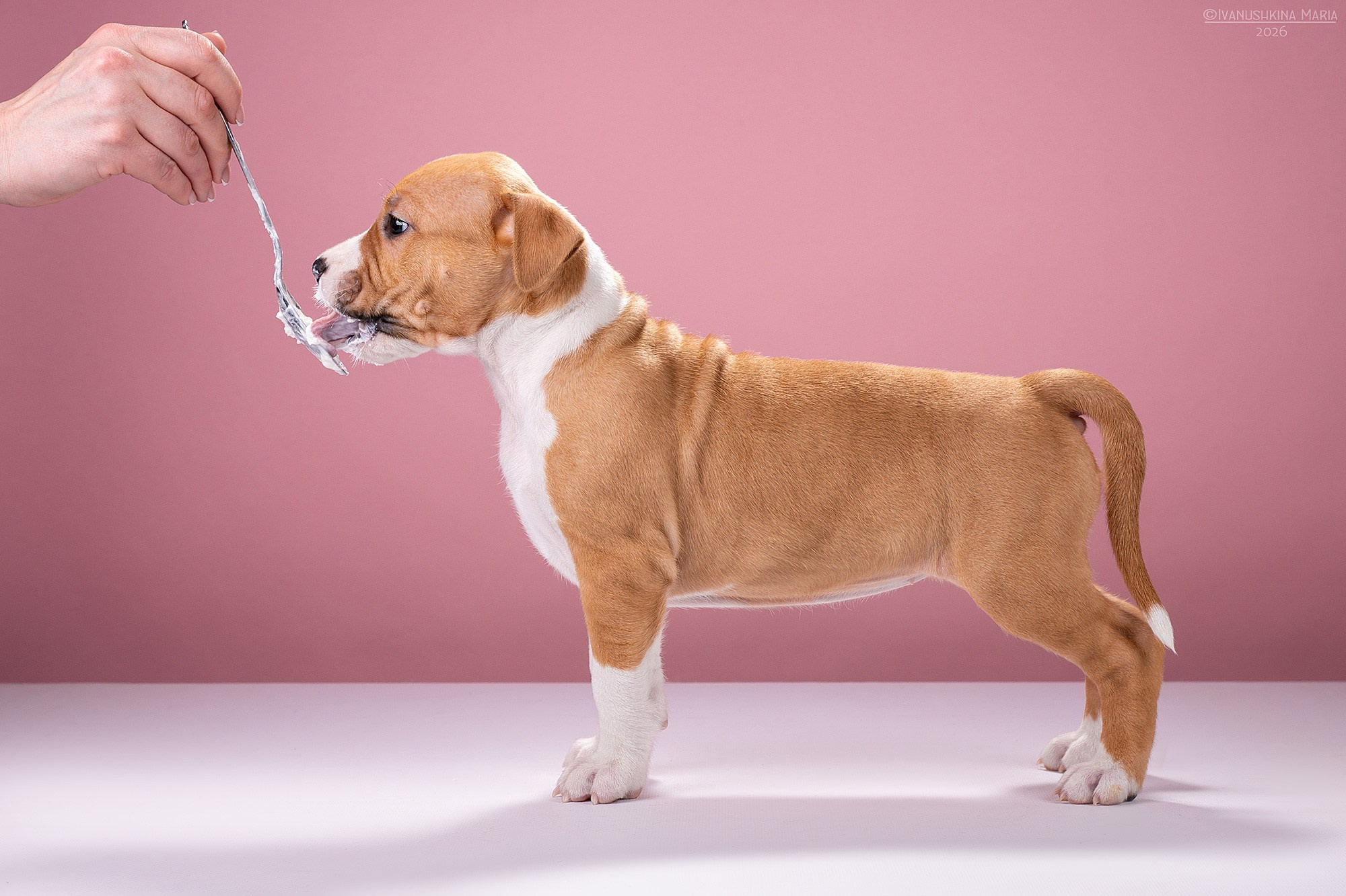 Предпродажная фотосессия щенков. Фотограф собак в Москве и Московской области Иванушкина Мария