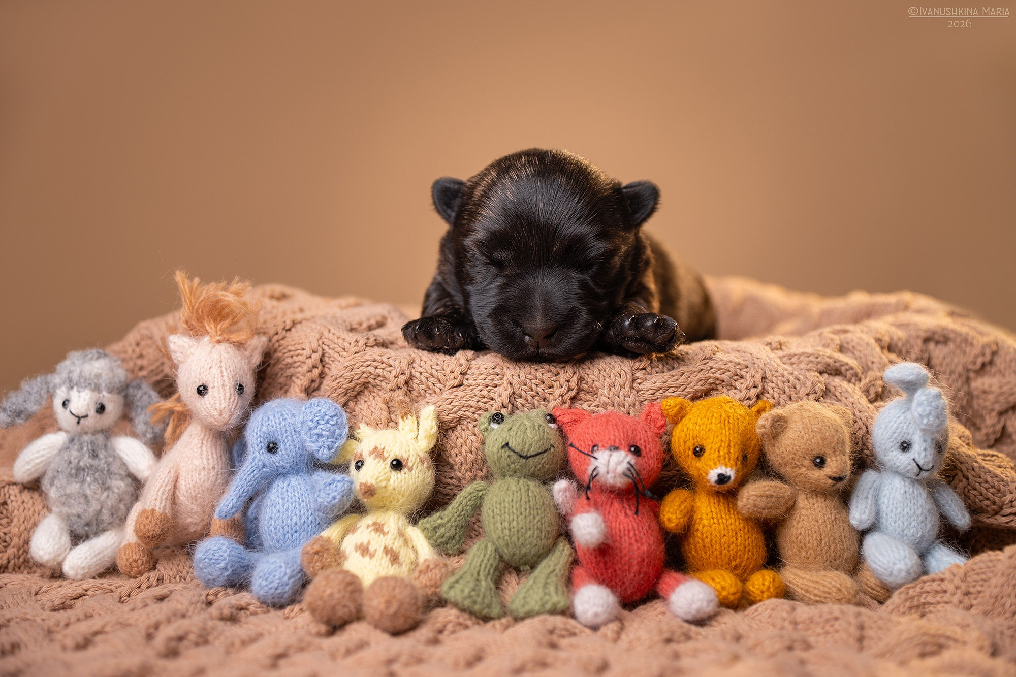 Фотосессия новорожденных щенков. Фотограф собак в Москве и Московской области Иванушкина Мария