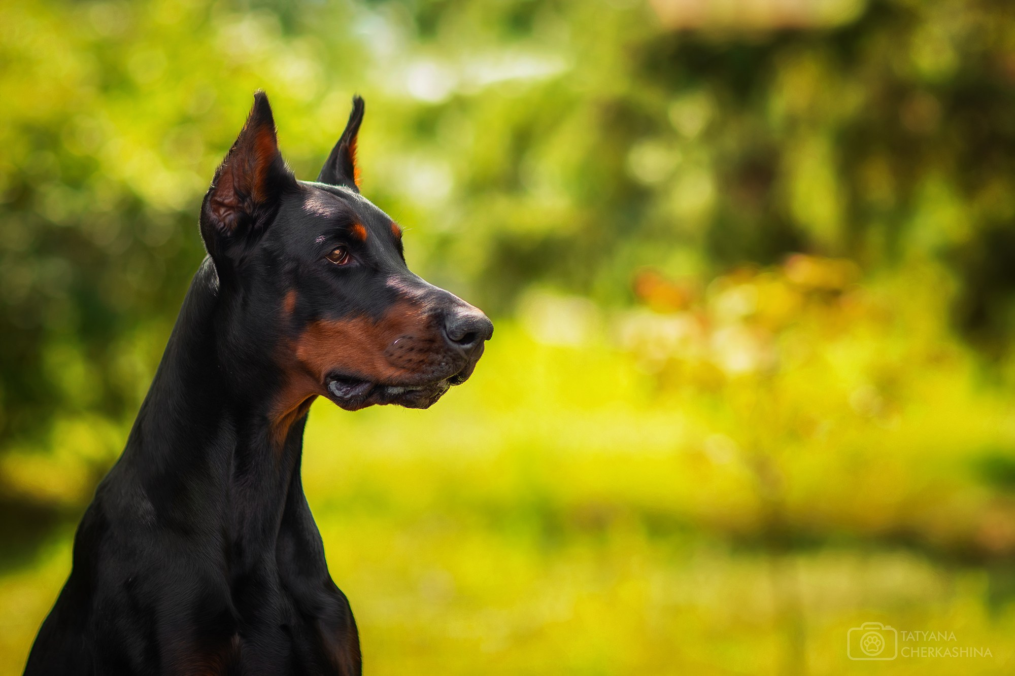 Для клиентов. Фотограф для Вашей собаки