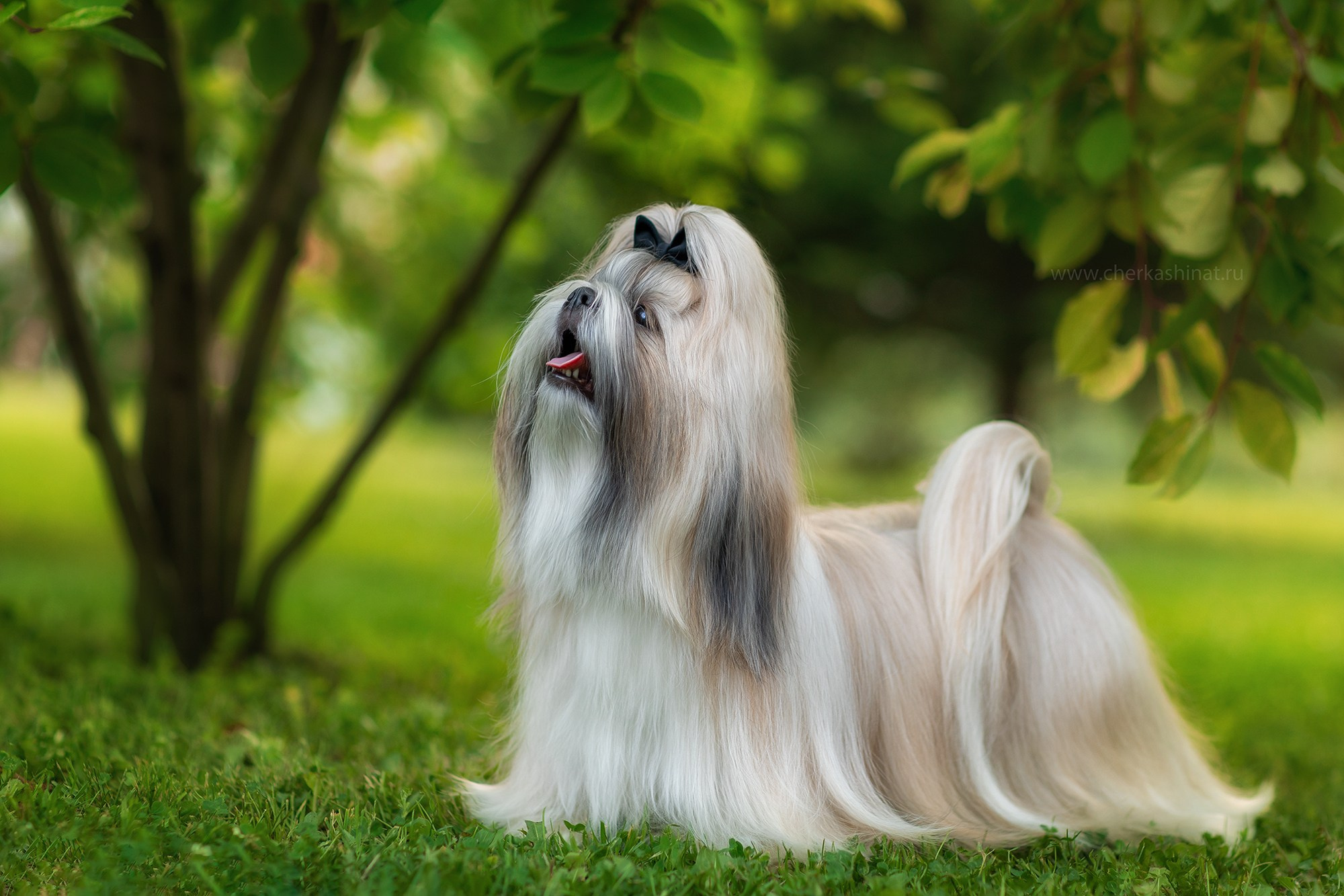 Для клиентов. Фотограф для Вашей собаки