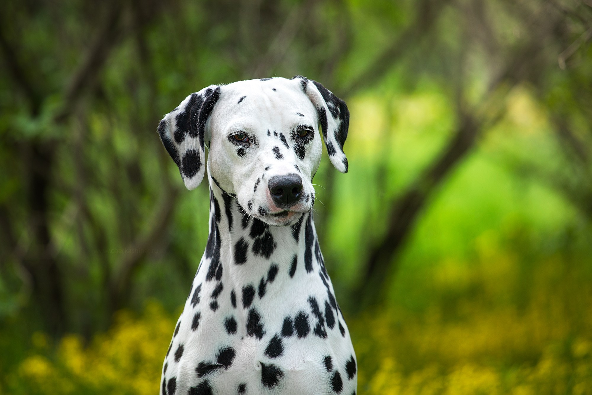 Для клиентов. Фотограф для Вашей собаки