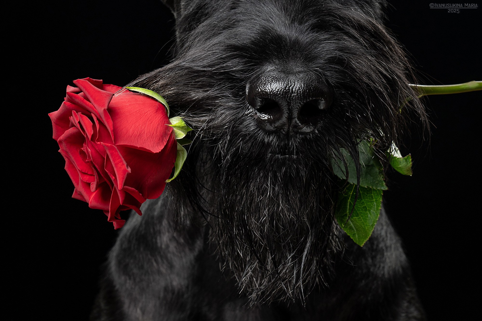 Фотосессия собаки в студии на фонах. Фотограф собак в Москве и Московской области Иванушкина Мария