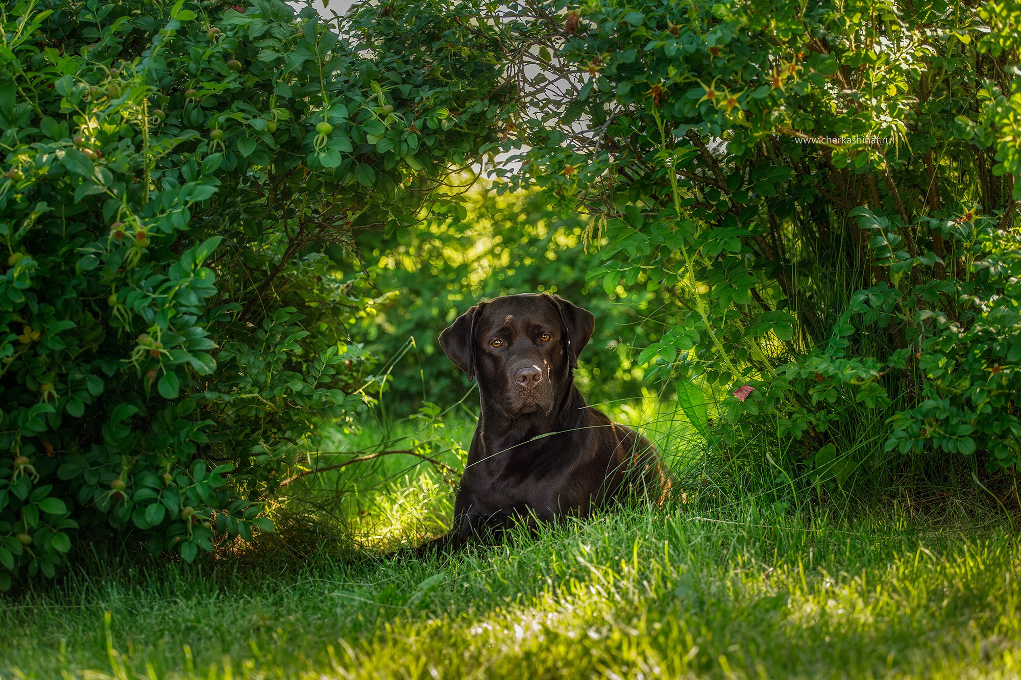 Для клиентов. Фотограф для Вашей собаки