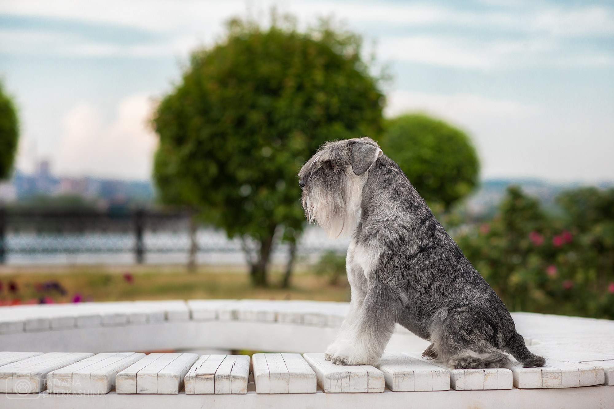 Для клиентов. Фотограф для Вашей собаки