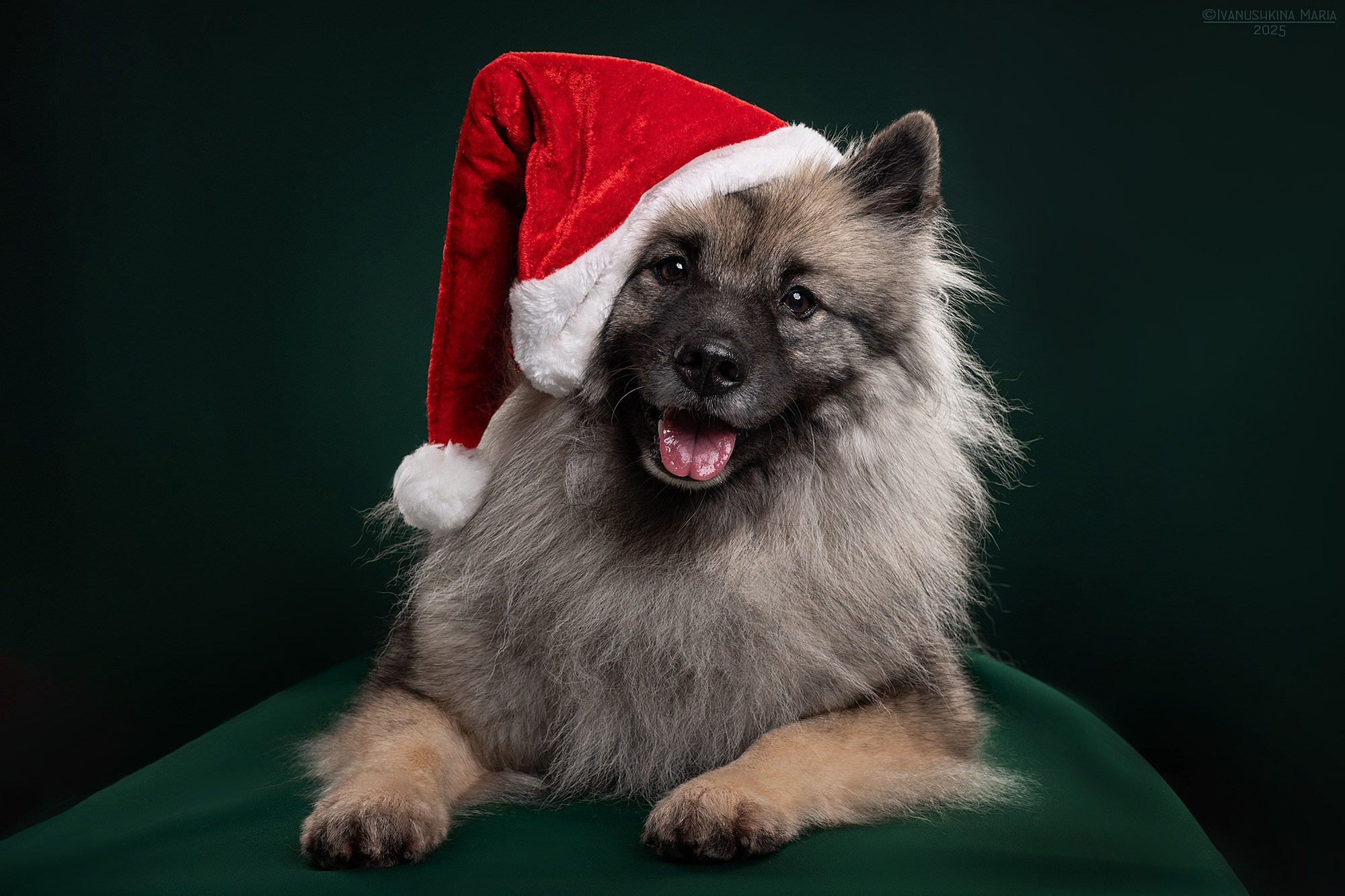 Предпродажная фотосессия щенков. Фотограф собак в Москве и Московской области Иванушкина Мария