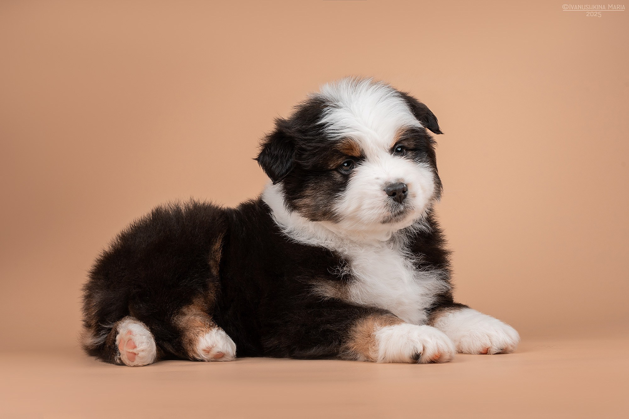Предпродажная фотосессия щенков. Фотограф собак в Москве и Московской области Иванушкина Мария
