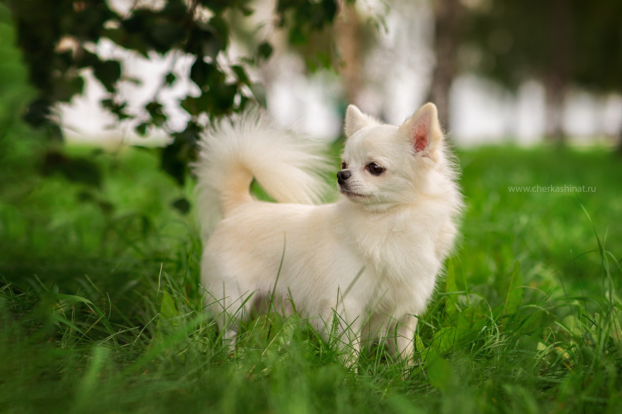 Для клиентов. Фотограф для Вашей собаки