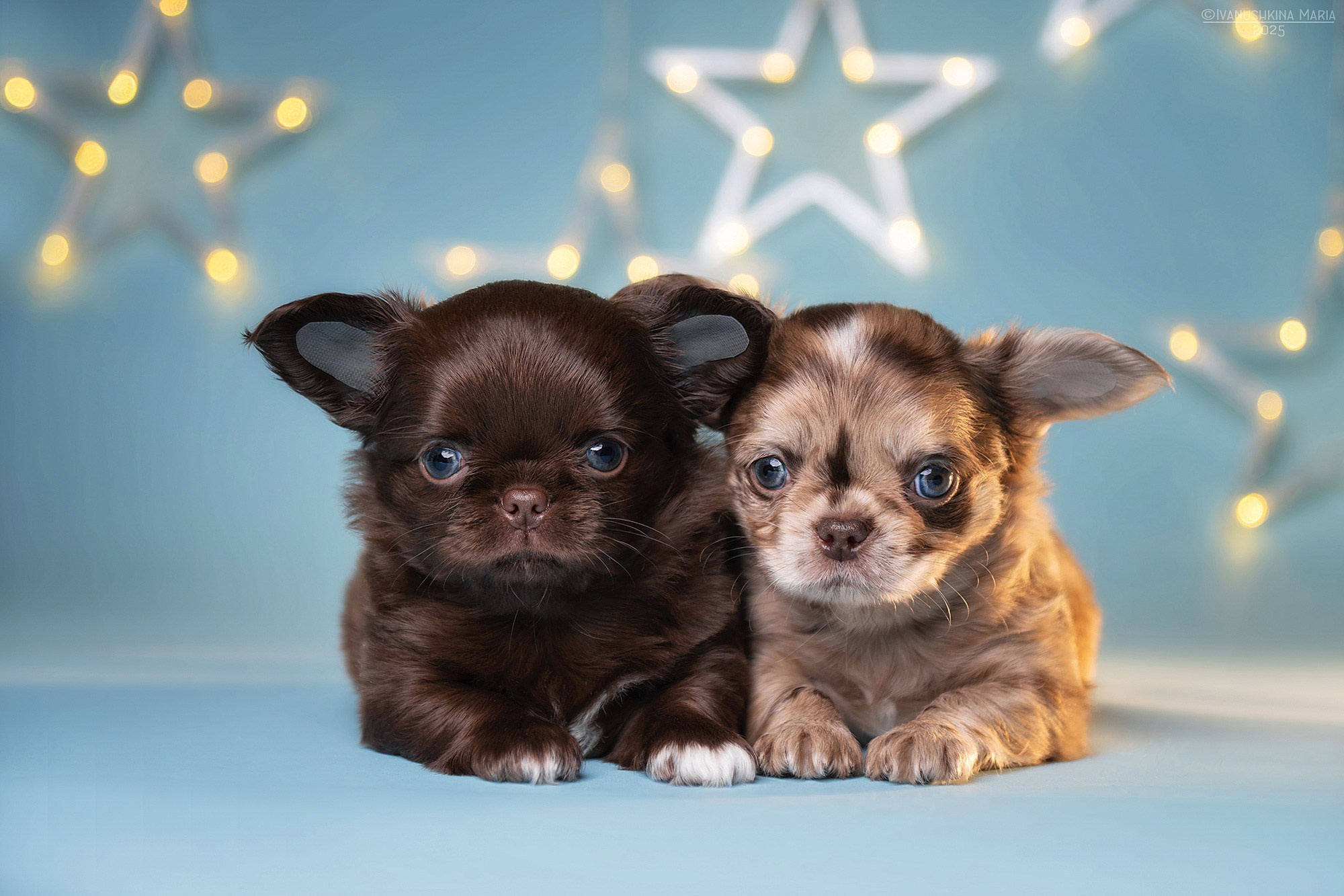 Предпродажная фотосессия щенков. Фотограф собак в Москве и Московской области Иванушкина Мария