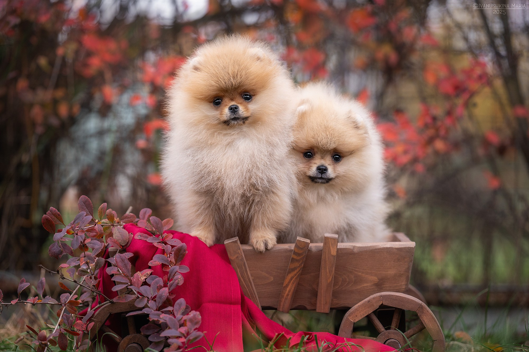 Фотосессия щенков на улице. Фотограф собак в Москве и Московской области Иванушкина Мария