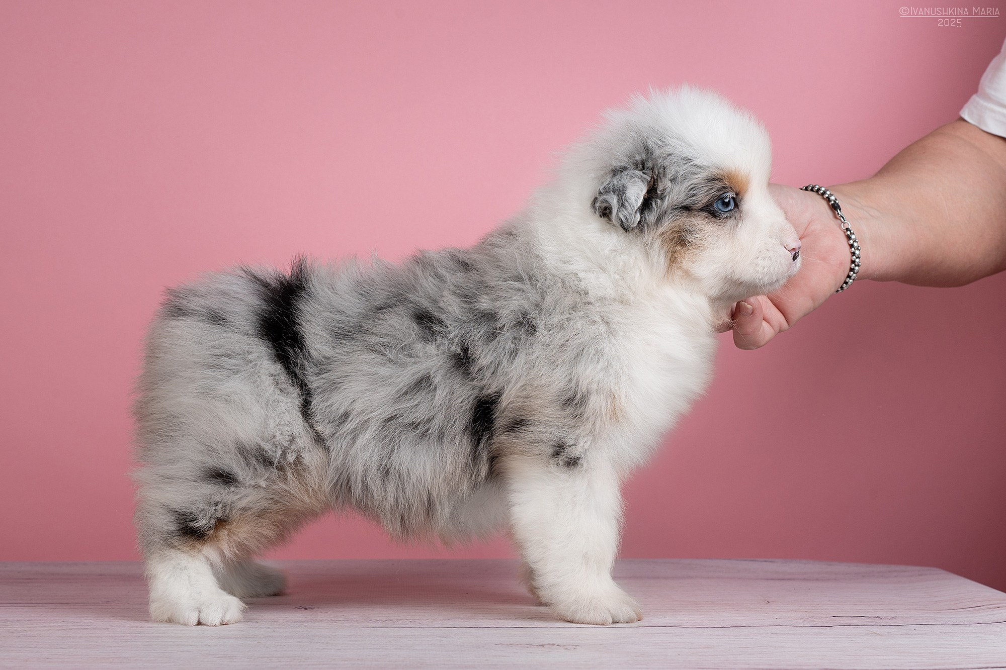 Предпродажная фотосессия щенков. Фотограф собак в Москве и Московской области Иванушкина Мария