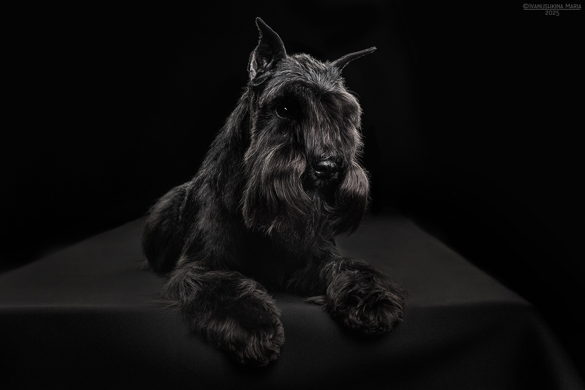 Предпродажная фотосессия щенков. Фотограф собак в Москве и Московской области Иванушкина Мария