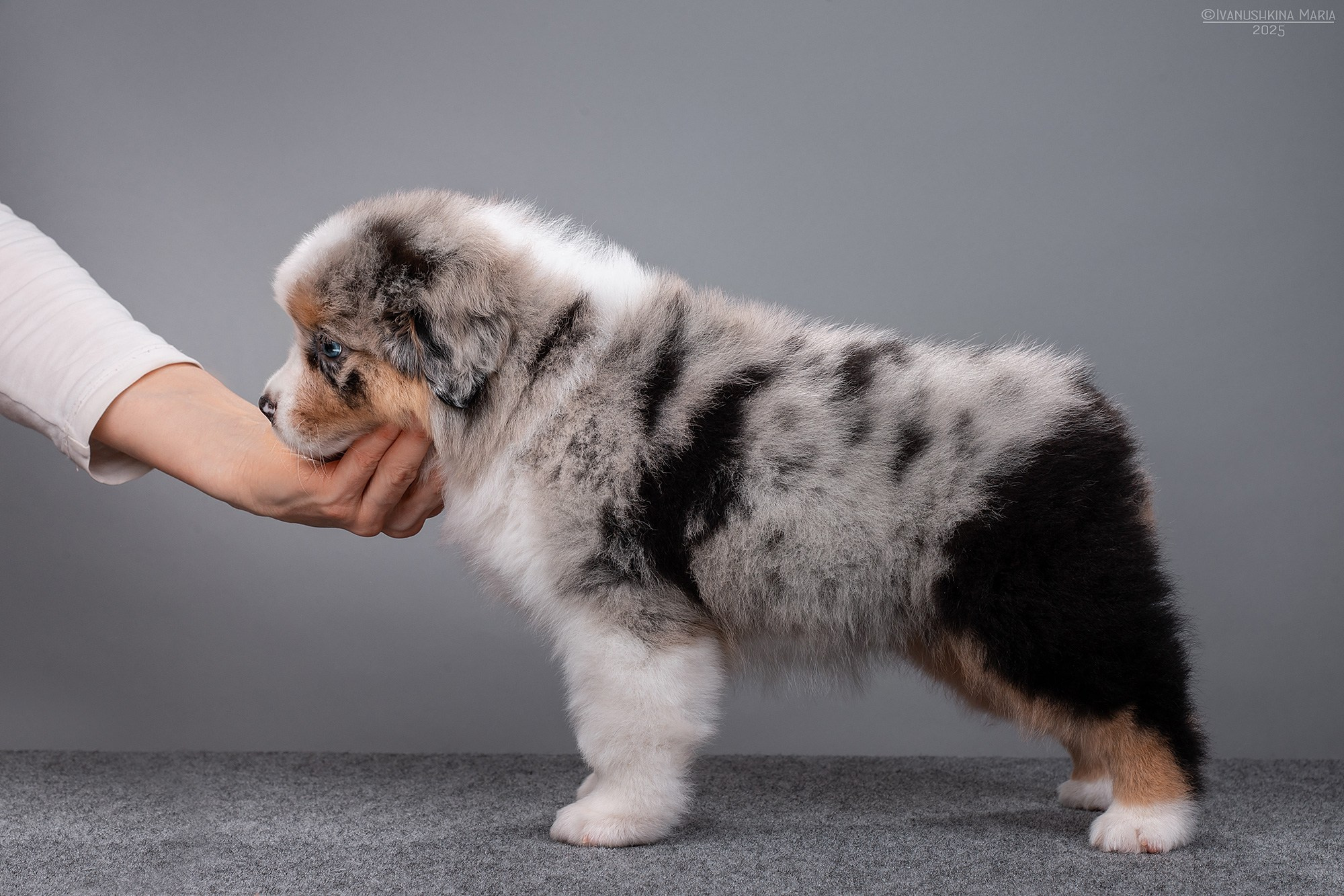 Предпродажная фотосессия щенков. Фотограф собак в Москве и Московской области Иванушкина Мария