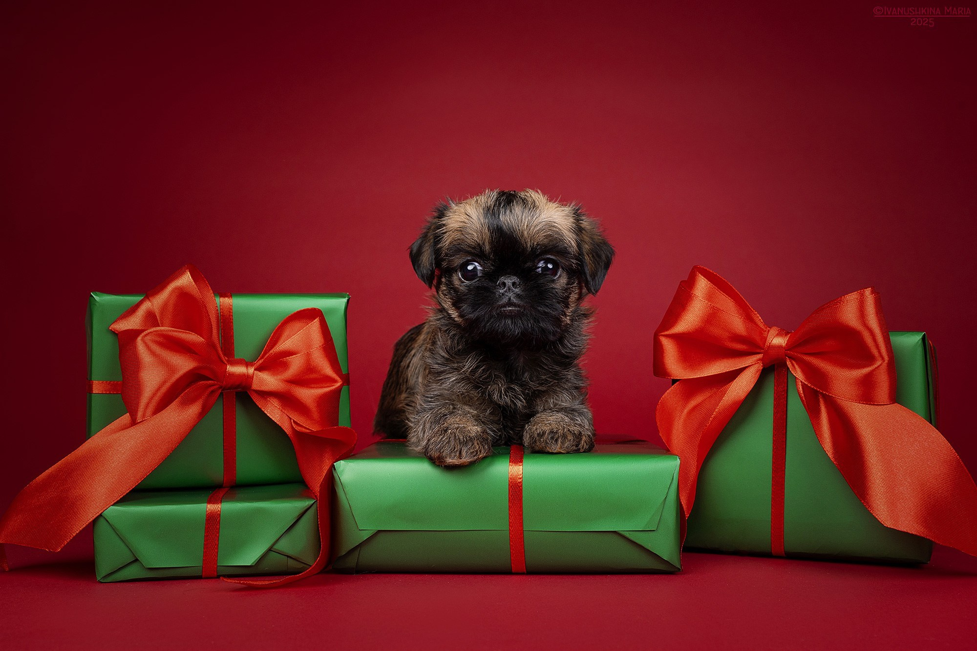 Предпродажная фотосессия щенков. Фотограф собак в Москве и Московской области Иванушкина Мария