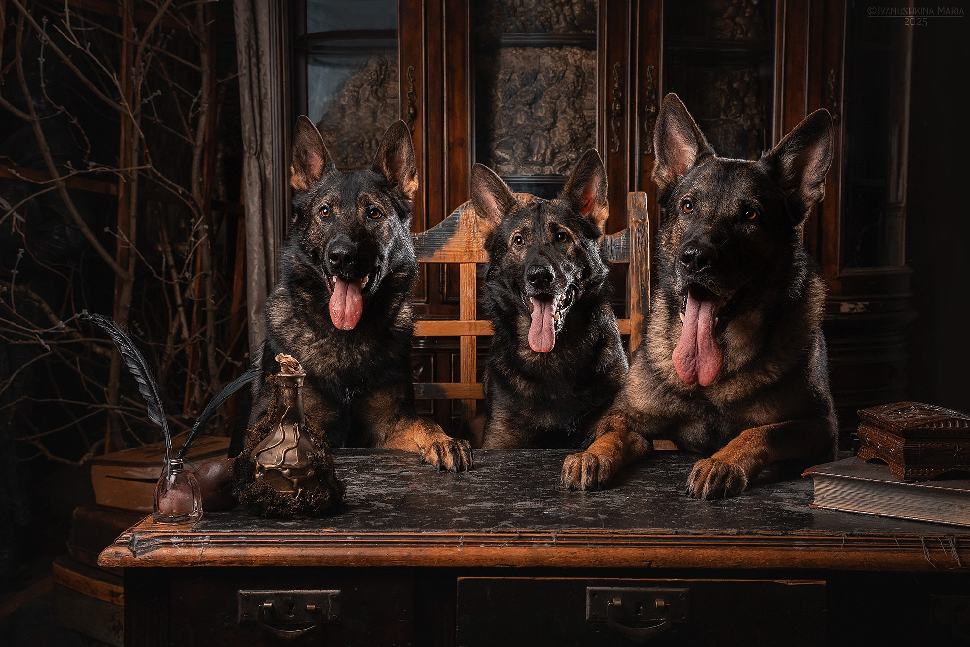 Фотосессия в интерьерной студии. Фотограф собак в Москве и Московской области Иванушкина Мария