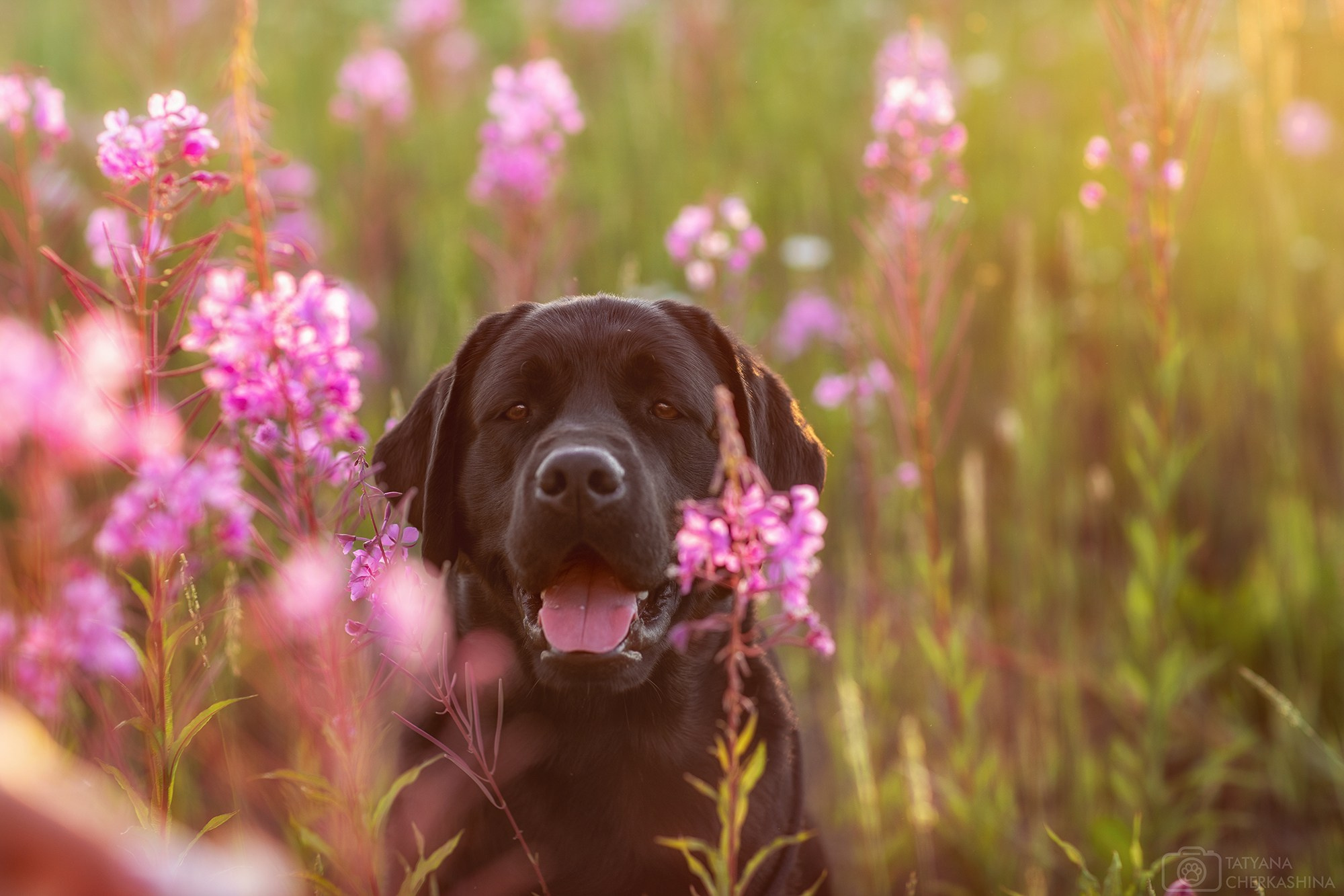 Для клиентов. Фотограф для Вашей собаки