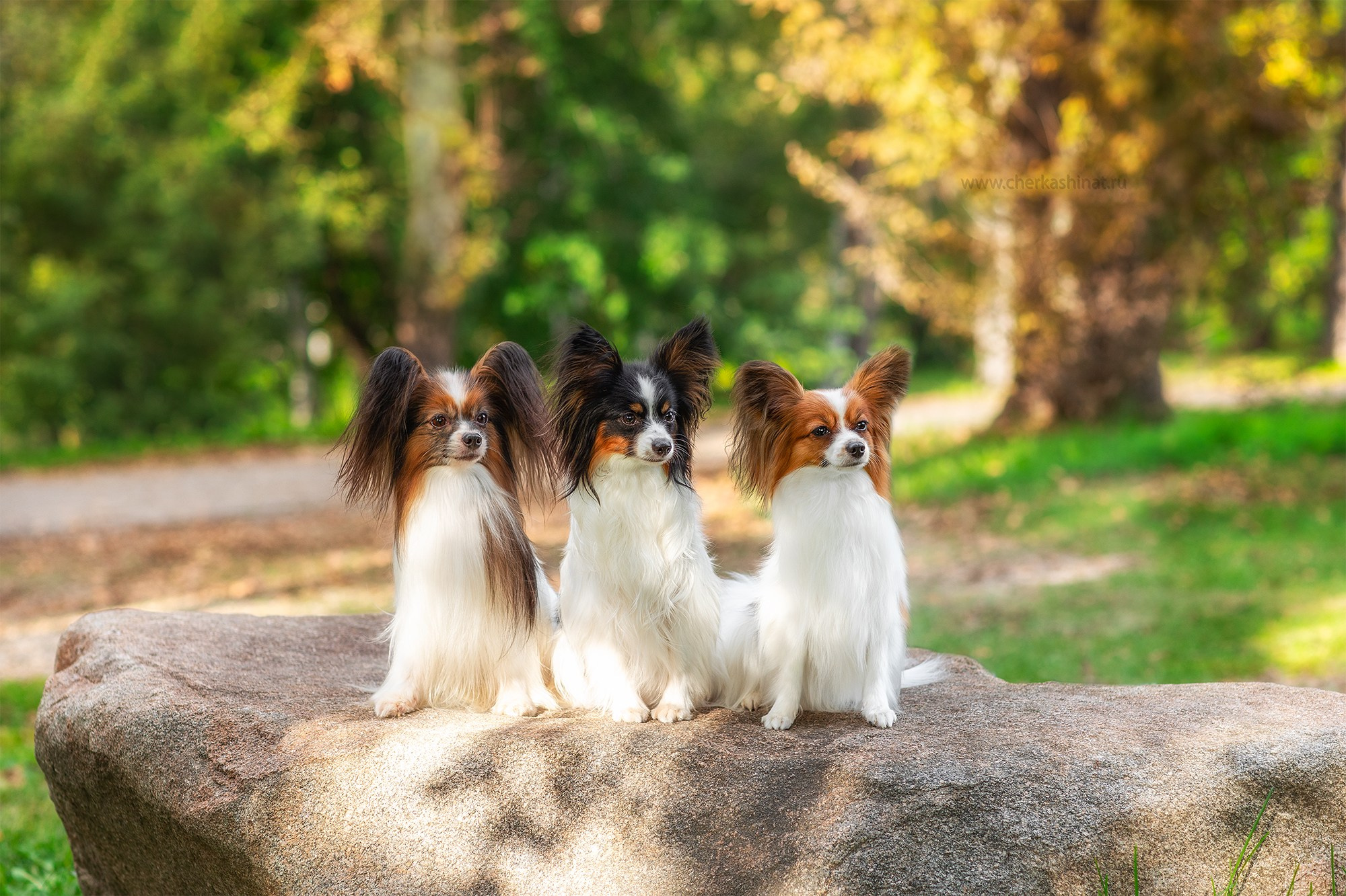 Для клиентов. Фотограф для Вашей собаки