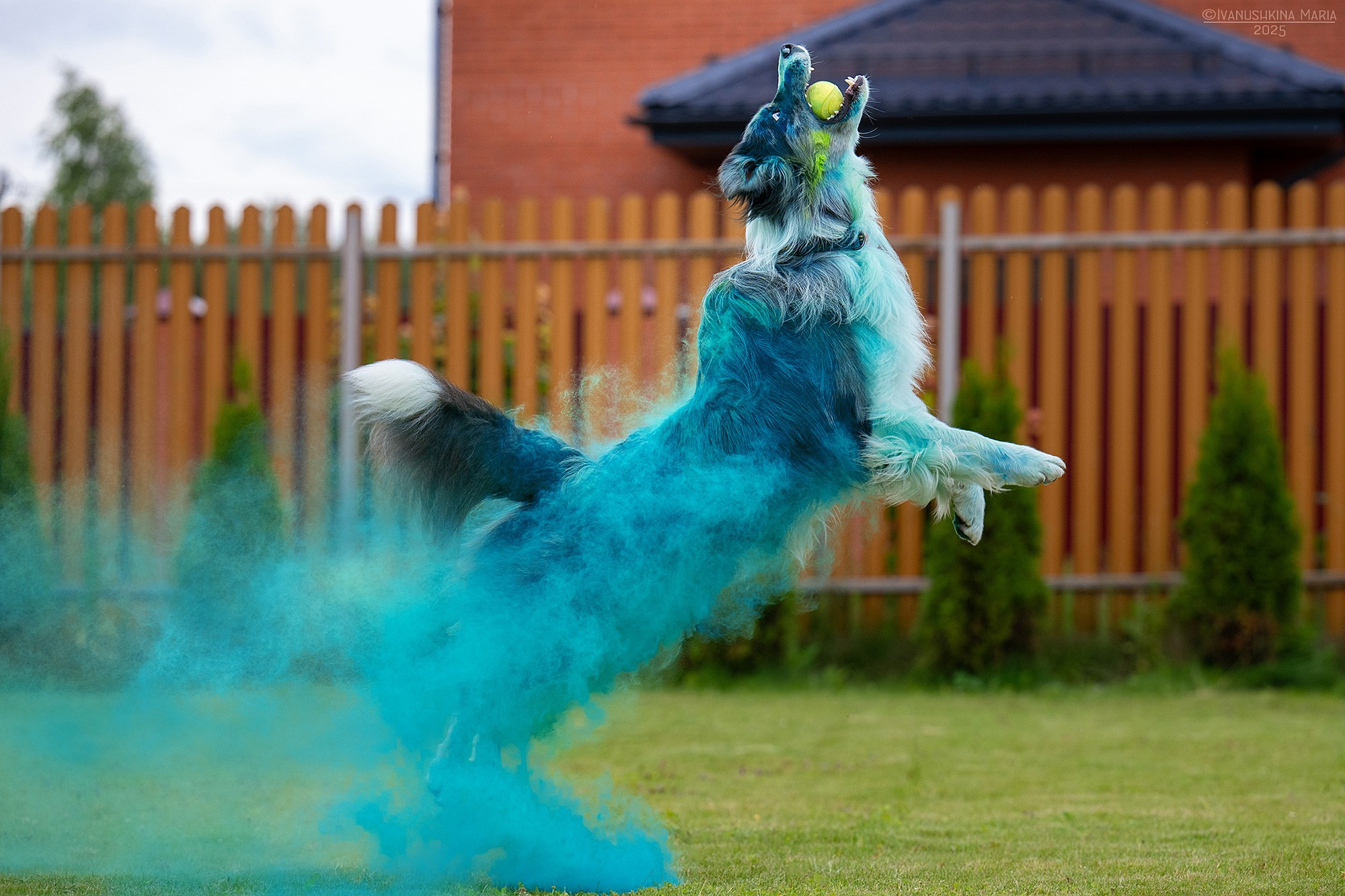 Фотосессия собаки с красками холи. Фотограф собак в Москве и Московской области Иванушкина Мария