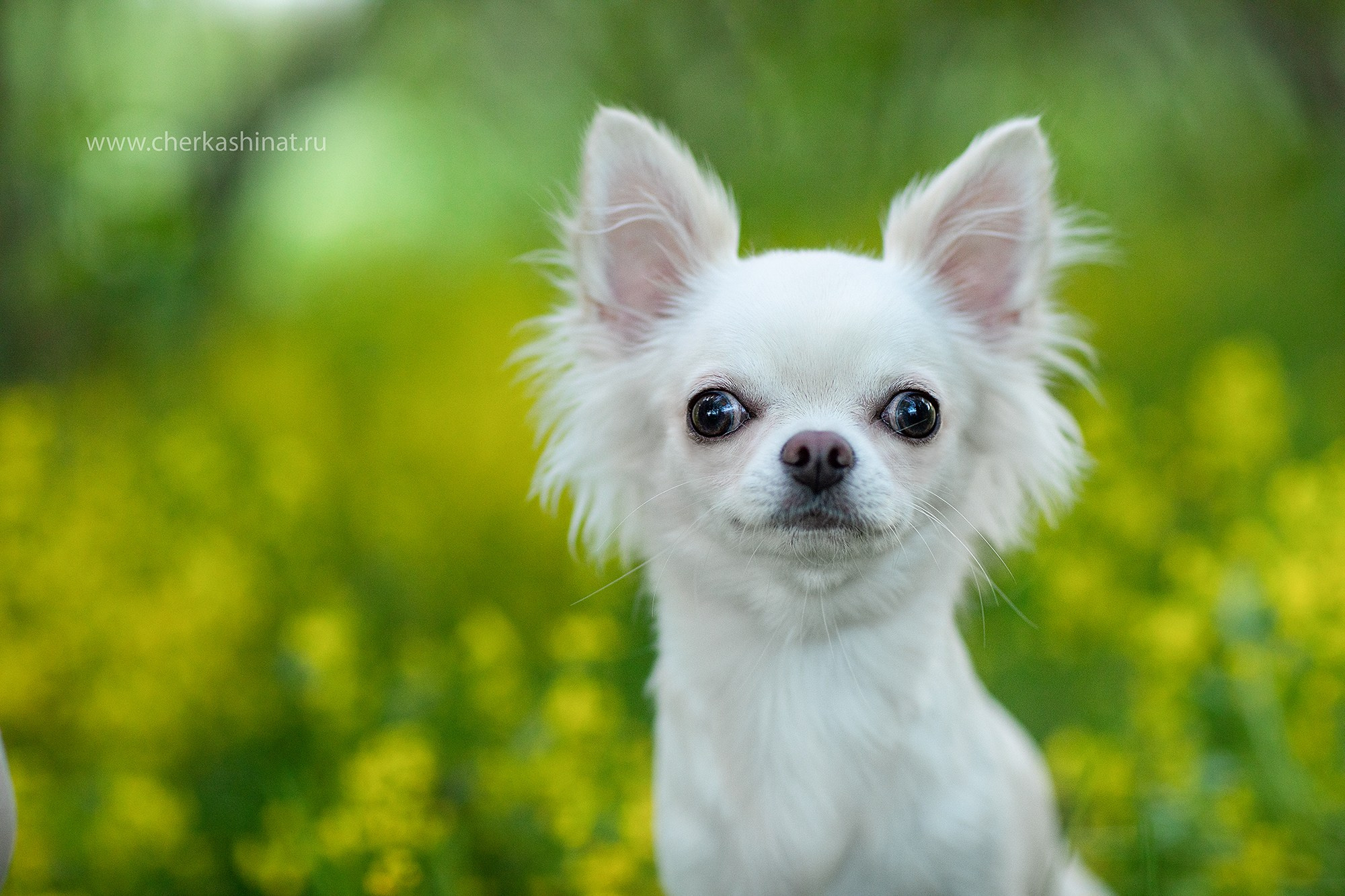 Для клиентов. Фотограф для Вашей собаки