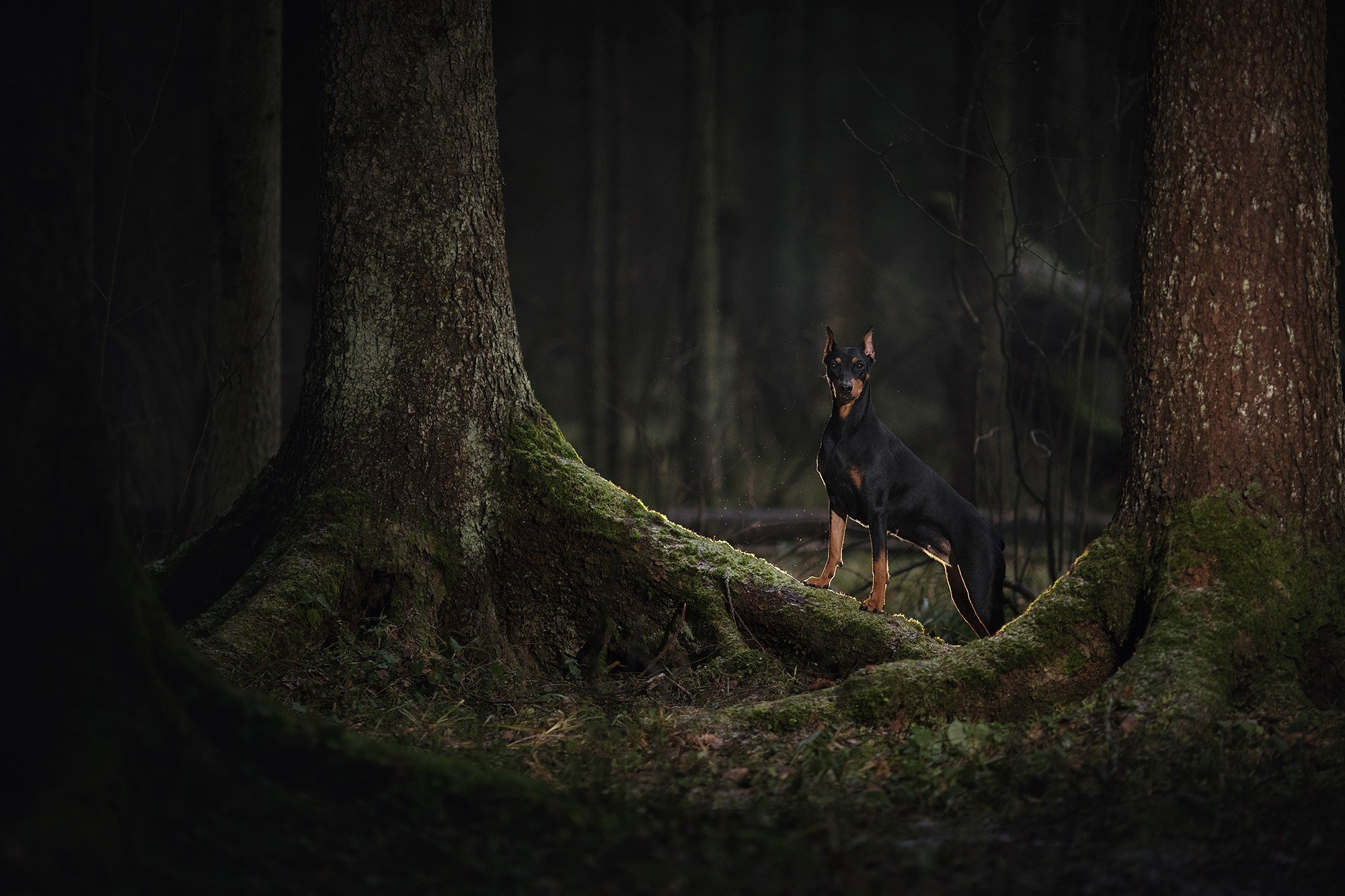 Онлайн-курс по съемке собак. Фотограф Анастасия Ветковская, Москва