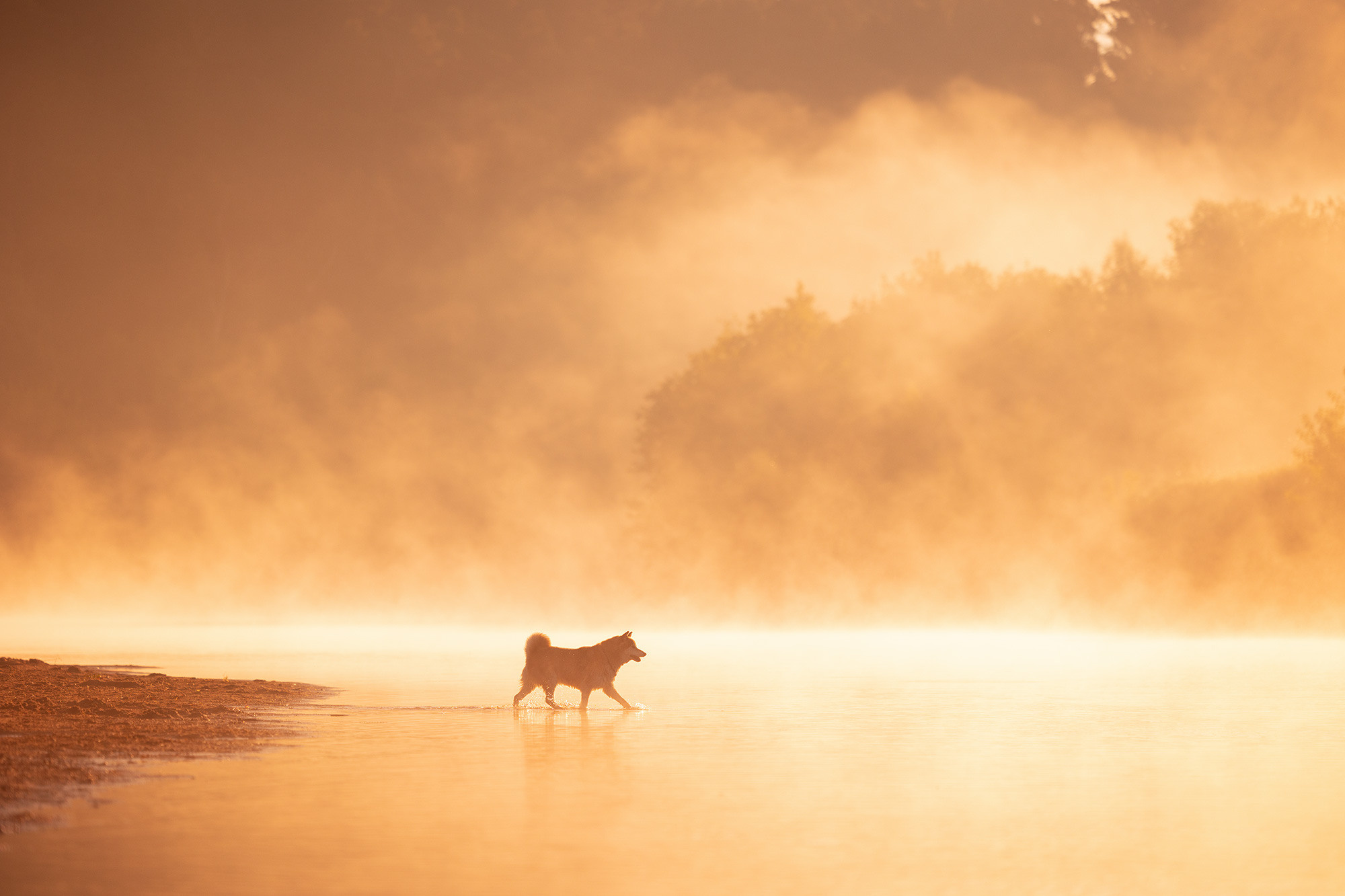Animal. Фотограф Анастасия Ветковская, Москва