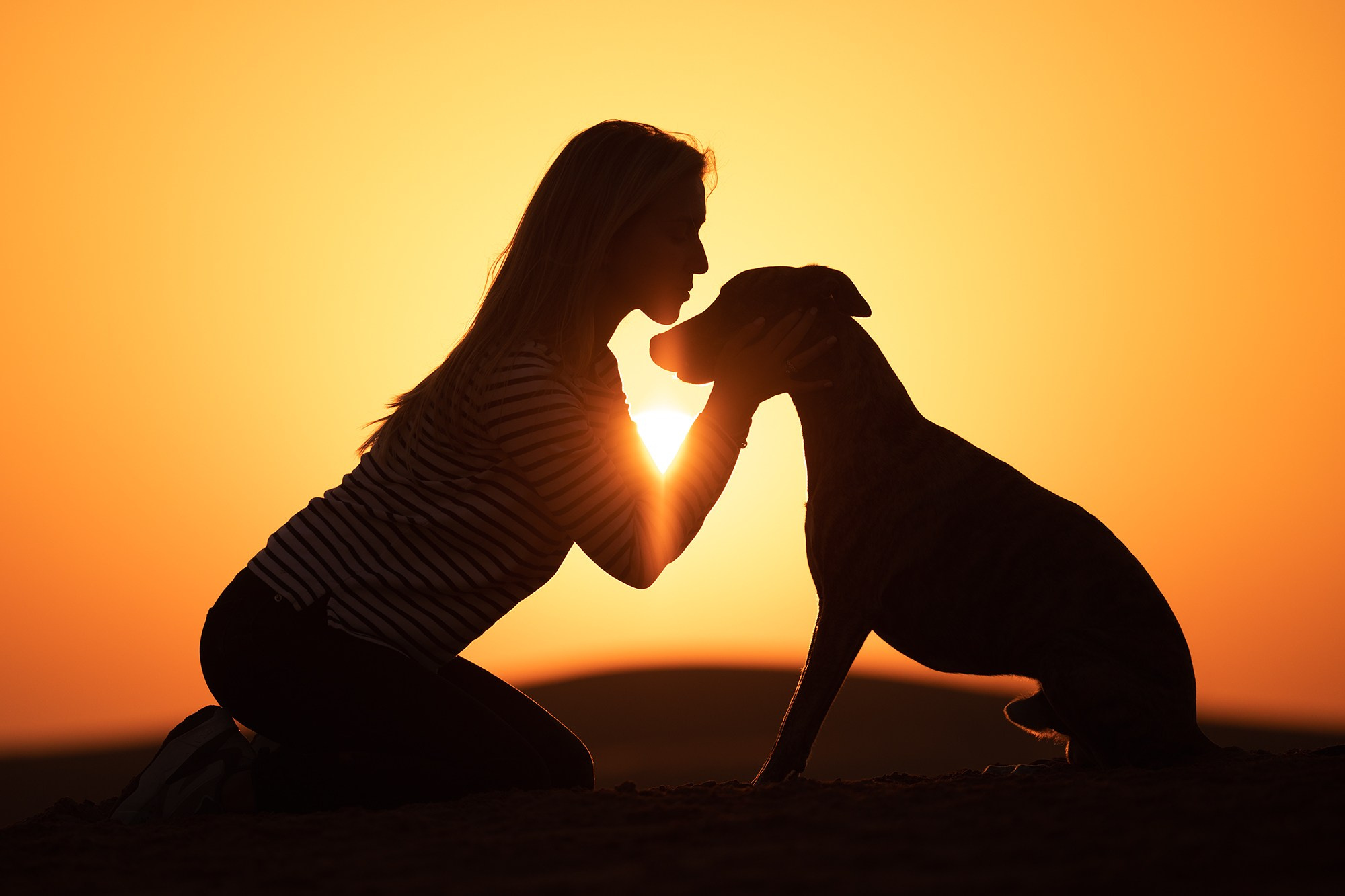 Онлайн-курс по съемке собак. Фотограф Анастасия Ветковская, Москва