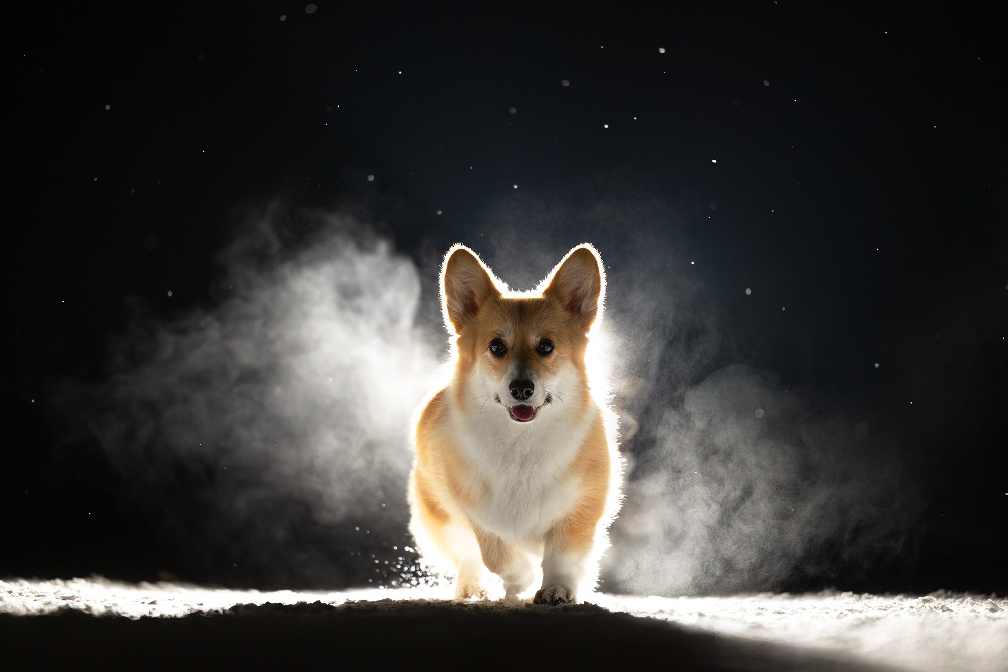 Онлайн-курс по съемке собак. Фотограф Анастасия Ветковская, Москва