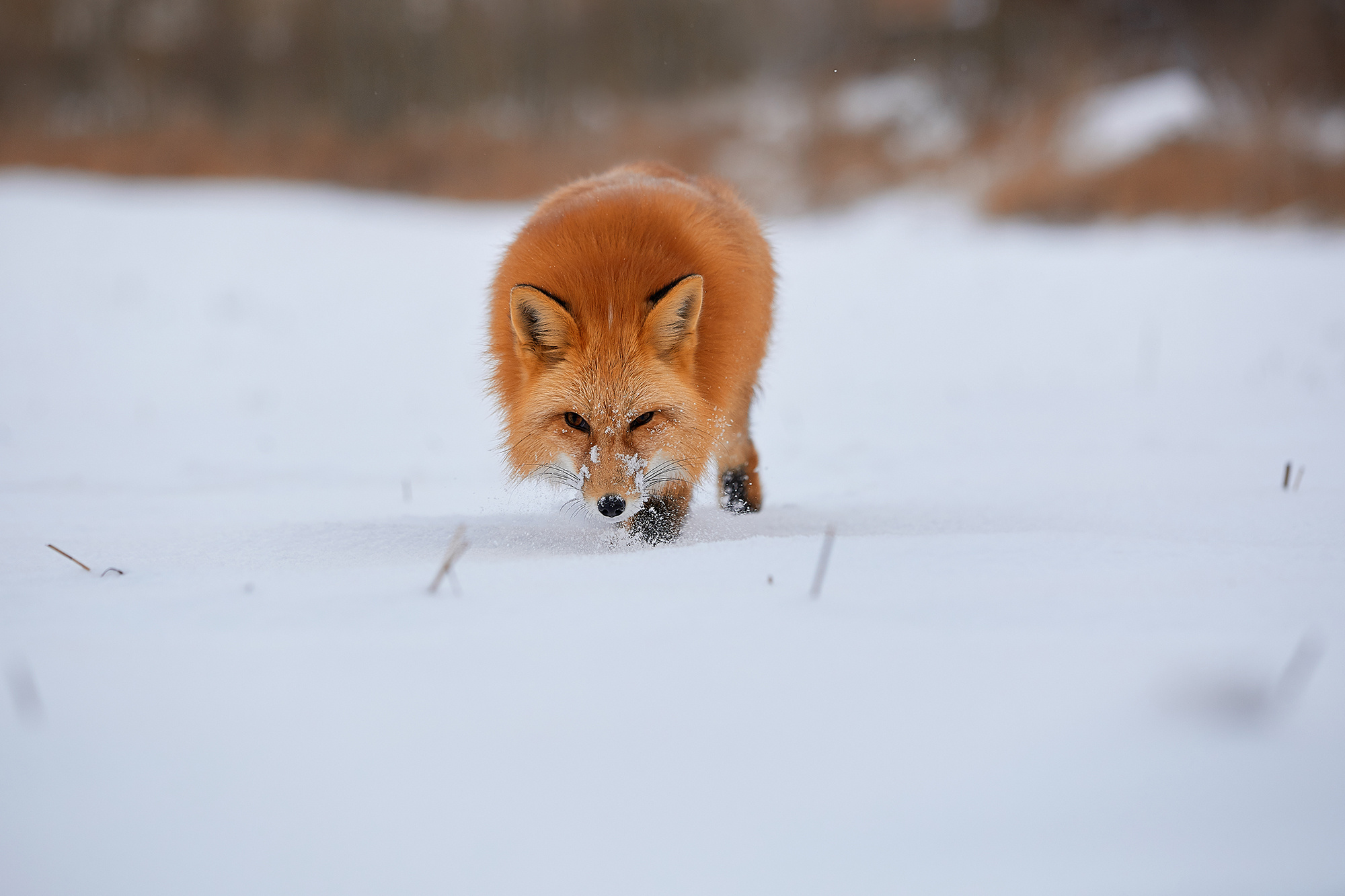 Выбор редакции на сайте National Geographic Россия. ФОТОГРАФ-АНИМАЛИСТ l LANA POLYAKOVA
