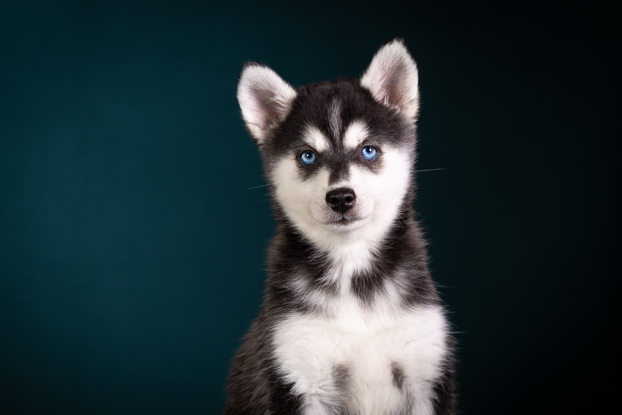 Приглашаю на студийные фото дни в феврале!. Фотограф-анималист Natalia Deingel | Фотосъемка собак в Москве