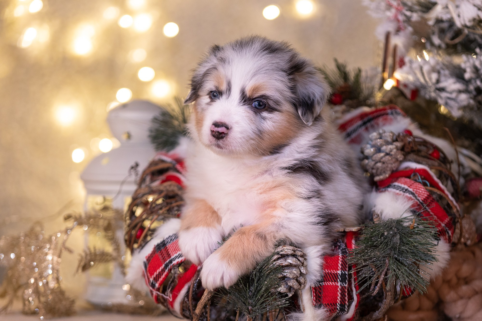 Фоны. Фотограф-анималист Natalia Deingel | Фотосъемка собак в Москве