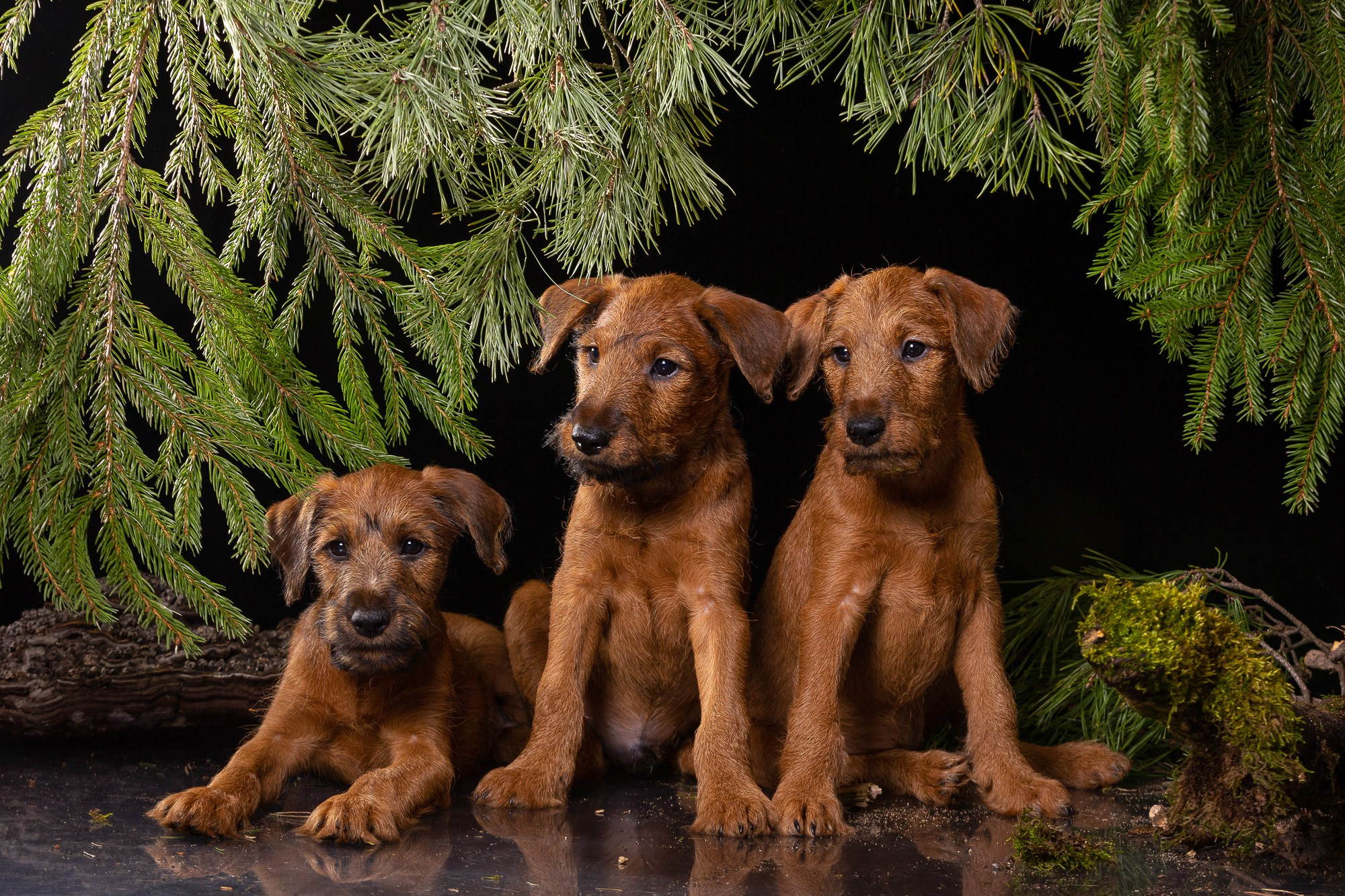 Фоны. Фотограф-анималист Natalia Deingel | Фотосъемка собак в Москве