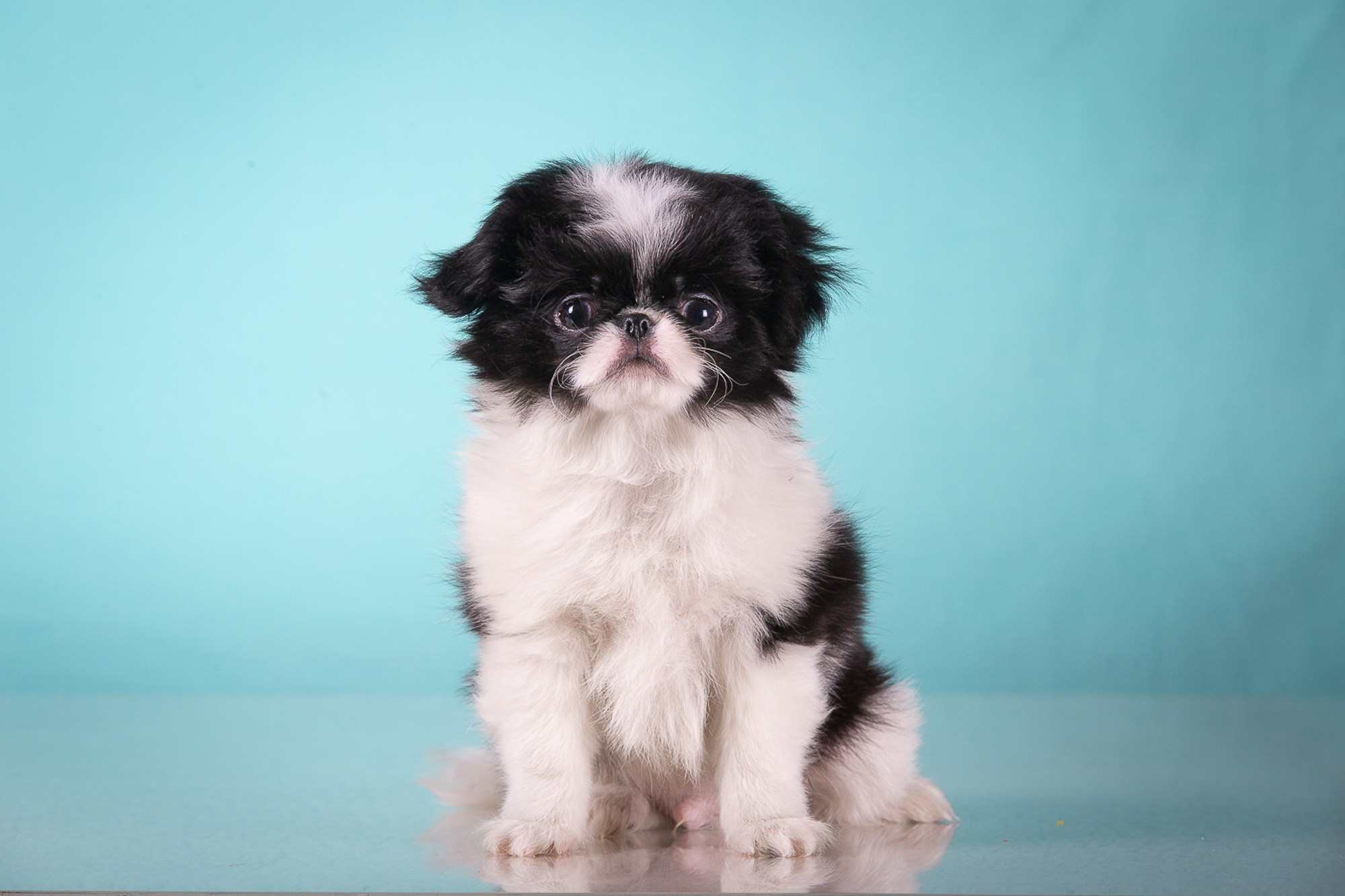 Фоны. Фотограф-анималист Natalia Deingel | Фотосъемка собак в Москве