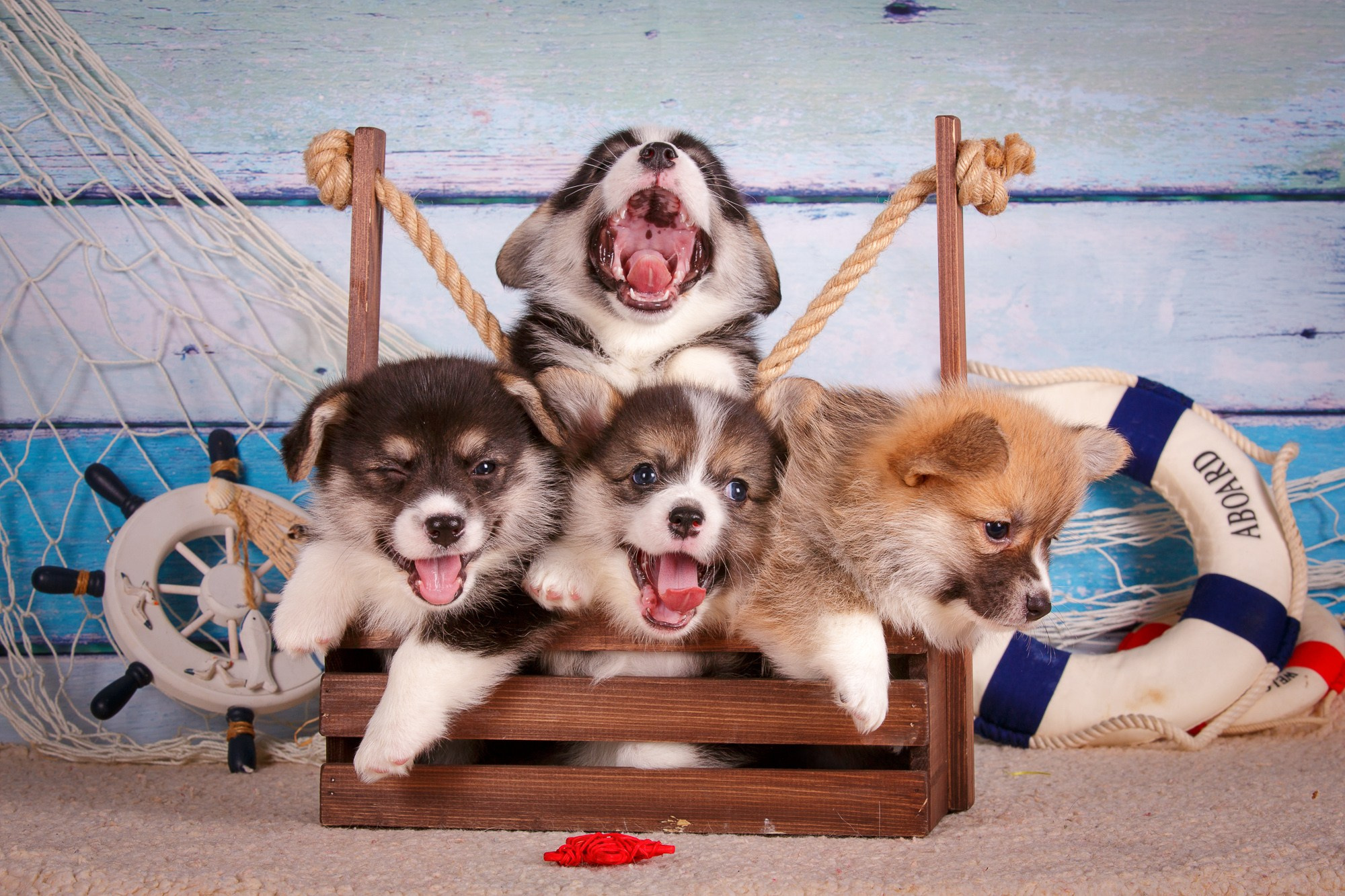 Фоны. Фотограф-анималист Natalia Deingel | Фотосъемка собак в Москве