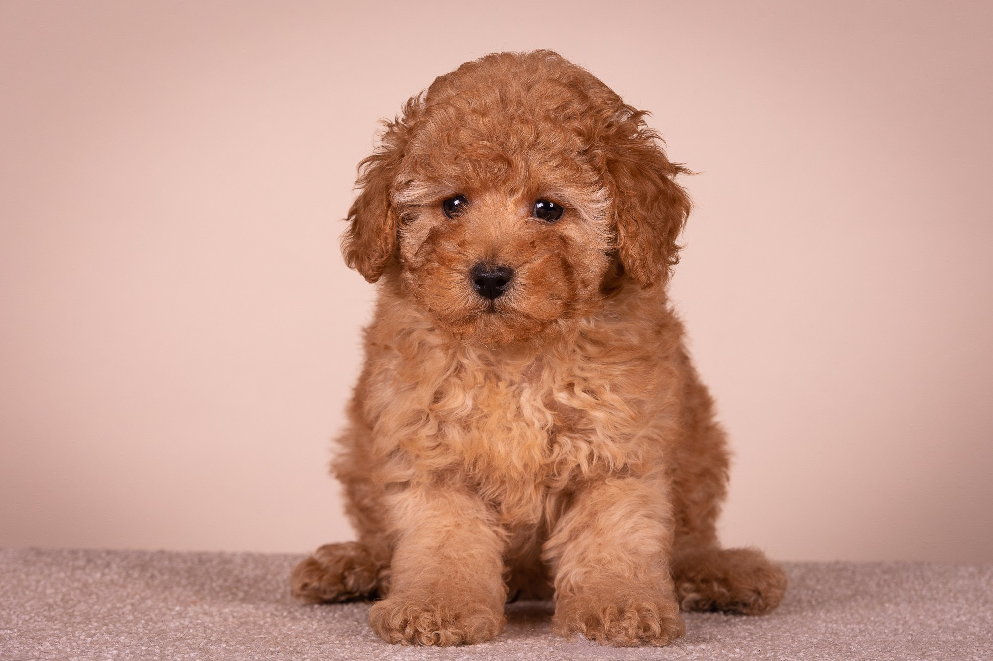 Фоны. Фотограф-анималист Natalia Deingel | Фотосъемка собак в Москве