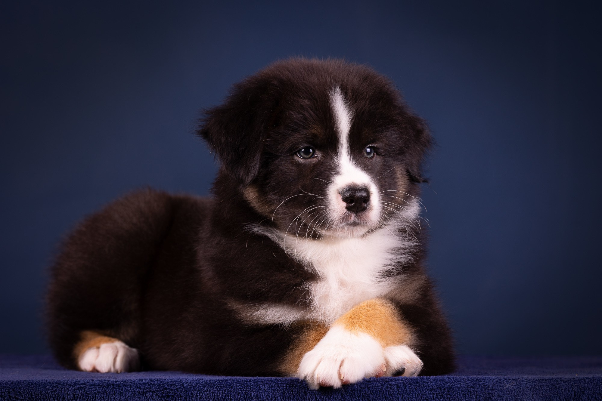 Фоны. Фотограф-анималист Natalia Deingel | Фотосъемка собак в Москве