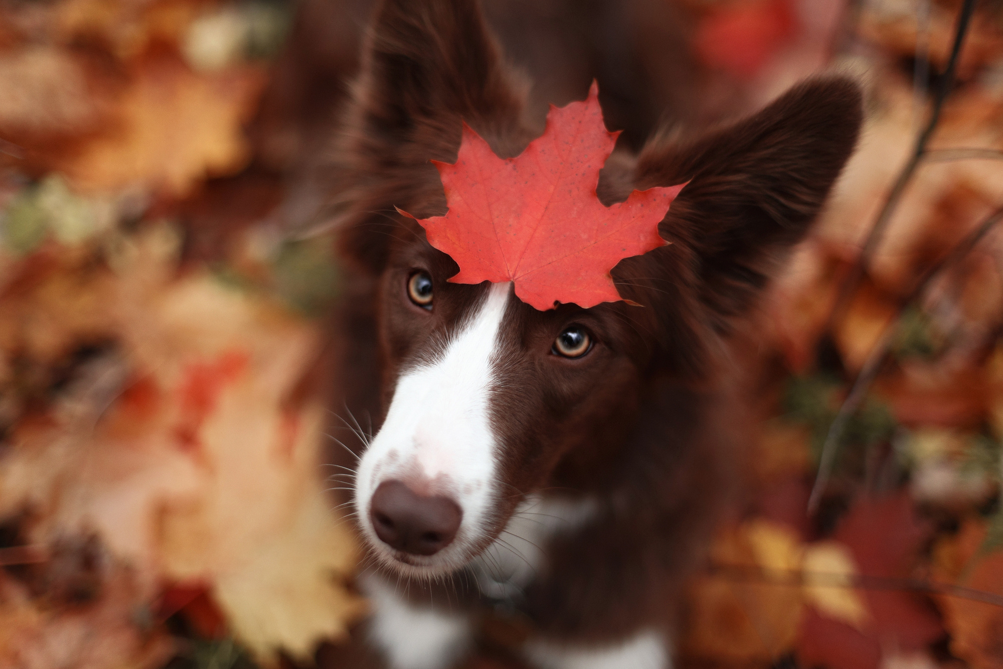 Повелительница Света