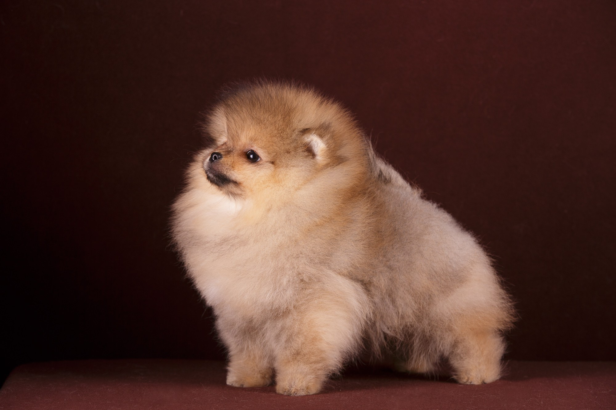 Фоны. Фотограф-анималист Natalia Deingel | Фотосъемка собак в Москве