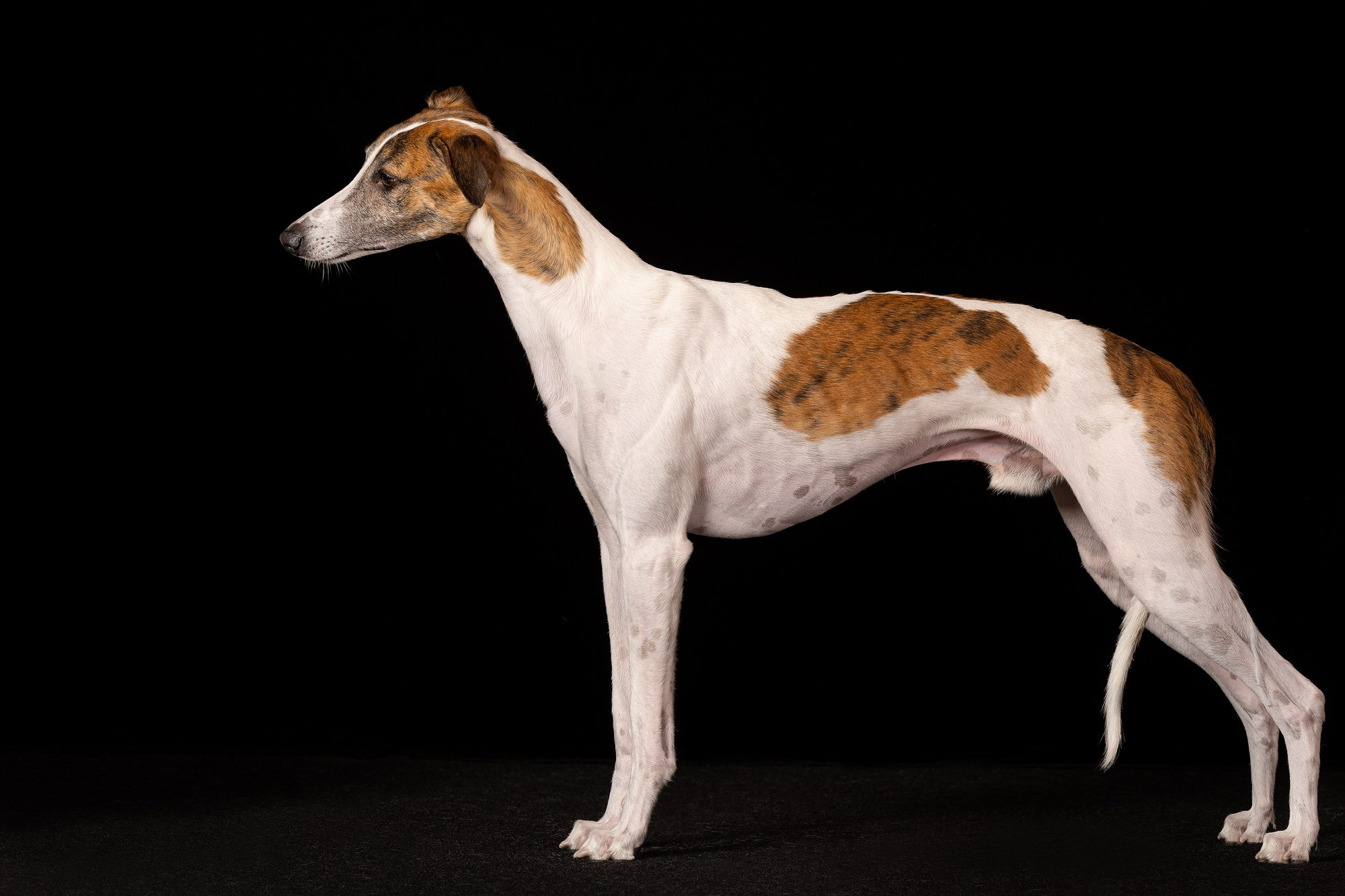 Приглашаю на студийные фото дни в феврале!. Фотограф-анималист Natalia Deingel | Фотосъемка собак в Москве