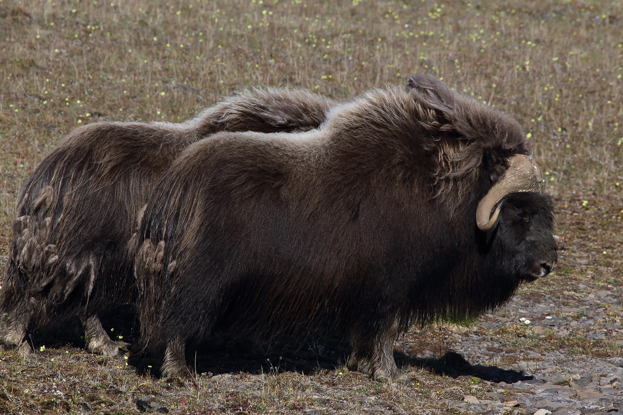 Фототур к овцебыкам национального парка Ингилор