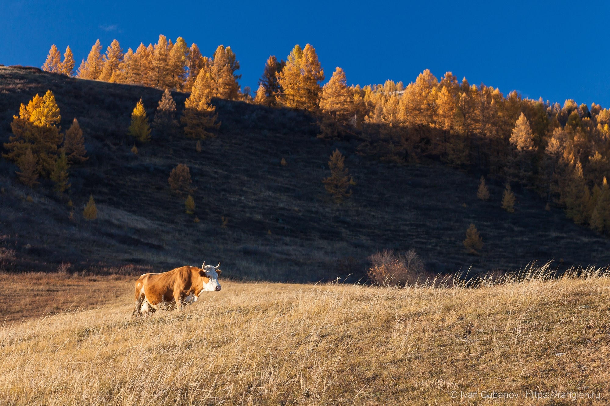 Путешествие на Алтай в 2015 году. Фотограф Иван Губанов